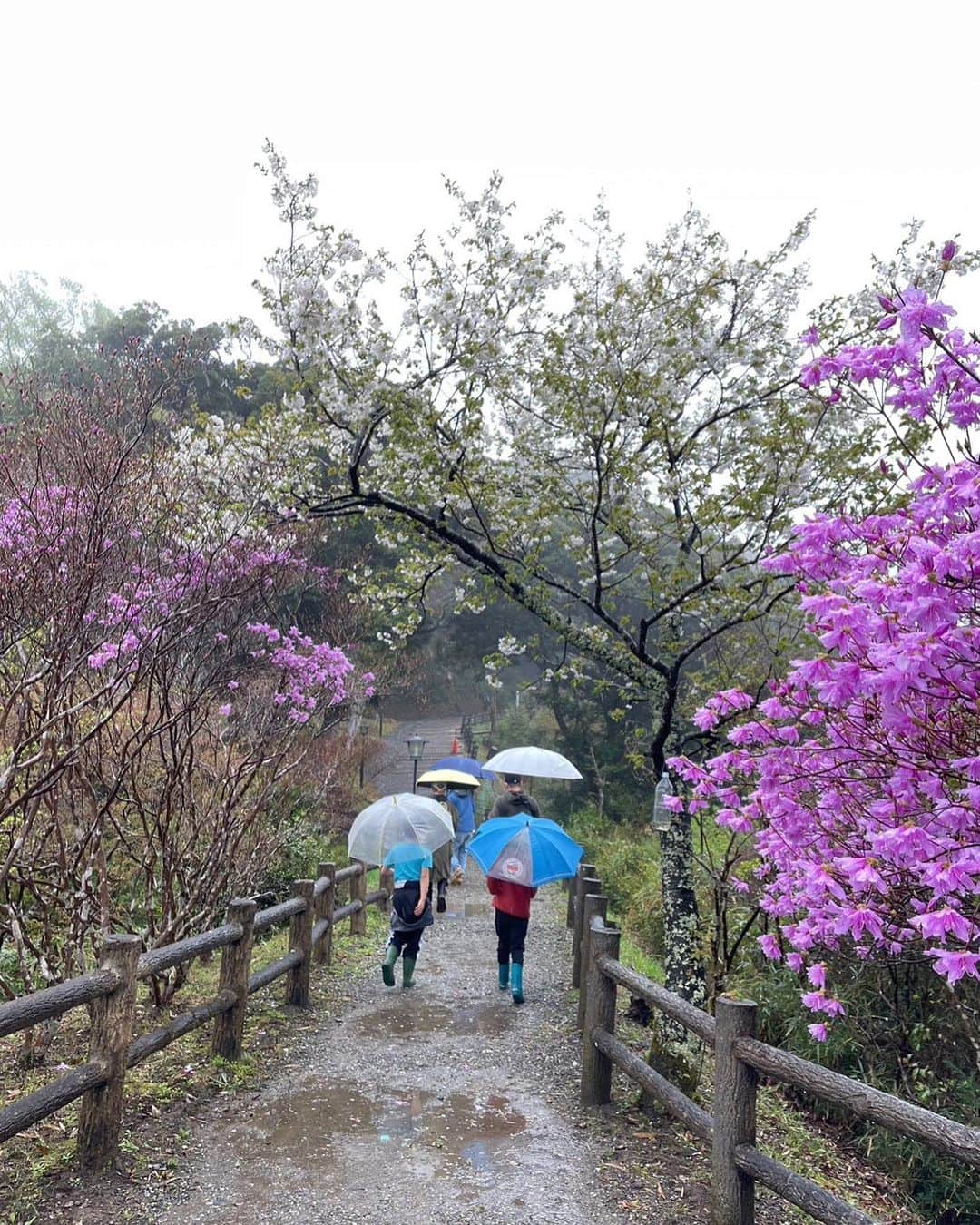 上田麻希子さんのインスタグラム写真 - (上田麻希子Instagram)「. . #uedmkkキャンプ ⁡ 「お花見雨キャンプ」 ⁡ 春休み初日。 雨だとわかってはいたものの強行突破。 寒いとわかってはいたものの強行突破w ⁡ 雨キャンプの我が家の持ち物 ・テントの下に敷くブルーシート (サイトが土だったので泥防止) ・傘よりかっぱ ・最小限の荷物 ・お鍋１つで出来る料理 ・食器じゃなくて使い捨てできるもの ・90ℓのゴミ袋 (撤収時ずぶ濡れのテントを入れる為) ⁡ 設営は5.6mmの雨の中。 撤収は1.2mmの雨の中。 どちらにしてもずぶ濡れですが お花見しながらのキャンプはいい♡ ⁡ そして色々大変なんだけど、、 キャンプ行くと 楽しかったーー♡ リフレッシュできたーーー♡ という気持ちになるのでやめられない。 ⁡ キャンプ投稿楽しみにして下さってる方も多いみたいでありがとうございます😭 ほぼスマホを持たずに動いていて...撮りながらキャンプしてなくて、DMも多数いただいたので頑張って少し撮ってみました（笑）所々でごめんなさい🙏 また投稿しまーす！！ . . #春休み #キャンプ #グルキャン #ファミキャン #雨キャンプ #雨キャンプ撤収 #お花見キャンプ #アウトドア #パーソナルお片づけアドバイザー #整理収納アドバイザー #日々の暮らし #暮らしを楽しむ #子育て」3月26日 17時51分 - uedmkk