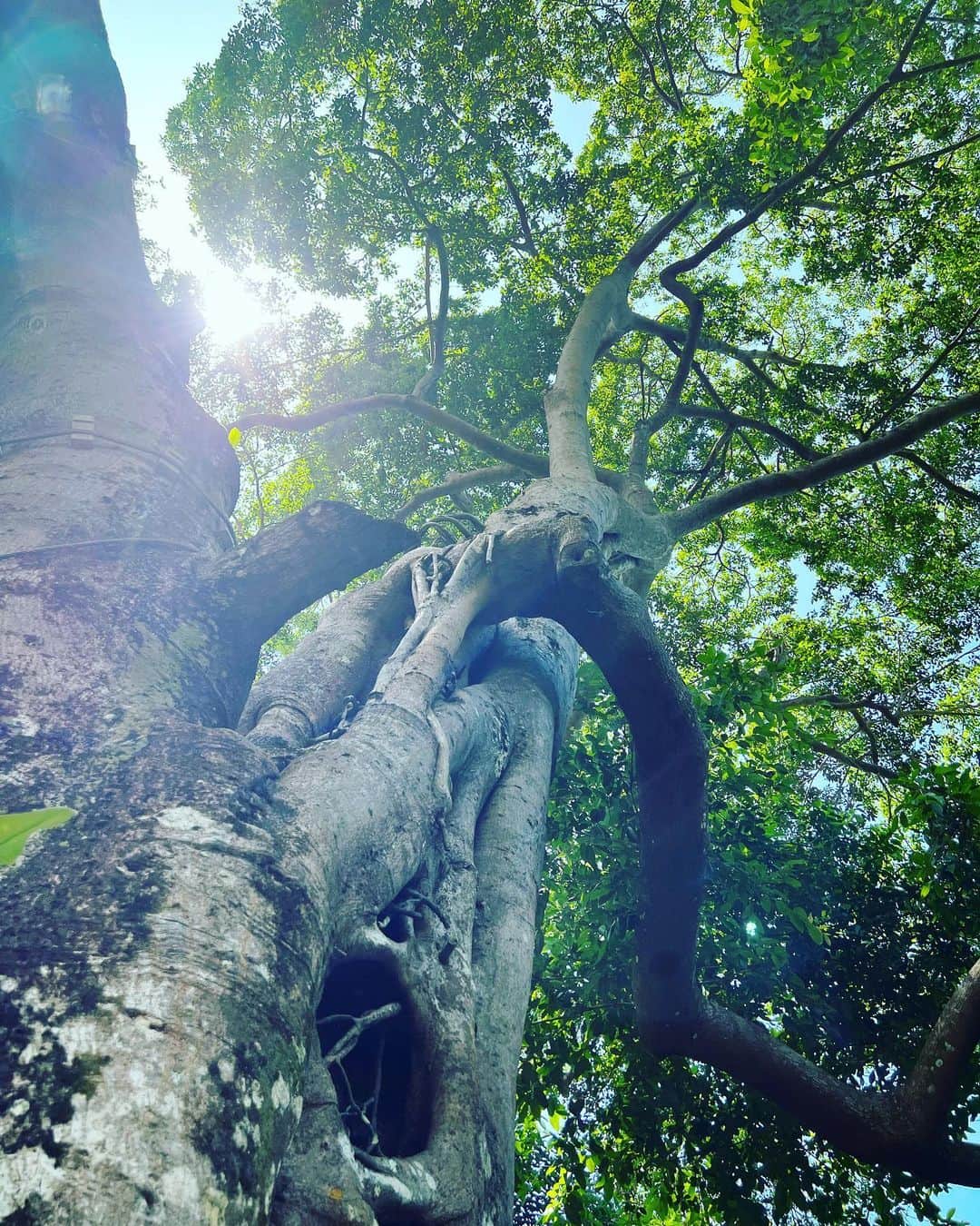 田波涼子さんのインスタグラム写真 - (田波涼子Instagram)「どこを見ても緑がいっぱいでジャングルの中に住んでいるみたいで気持ちいい🐒 本を読んだり、子供達と海やプールで遊んだり、スパやハイキングetc…本当に癒される。  育ってゆく息子との時間を大事に❤︎」3月26日 17時51分 - ryokotanami.idea