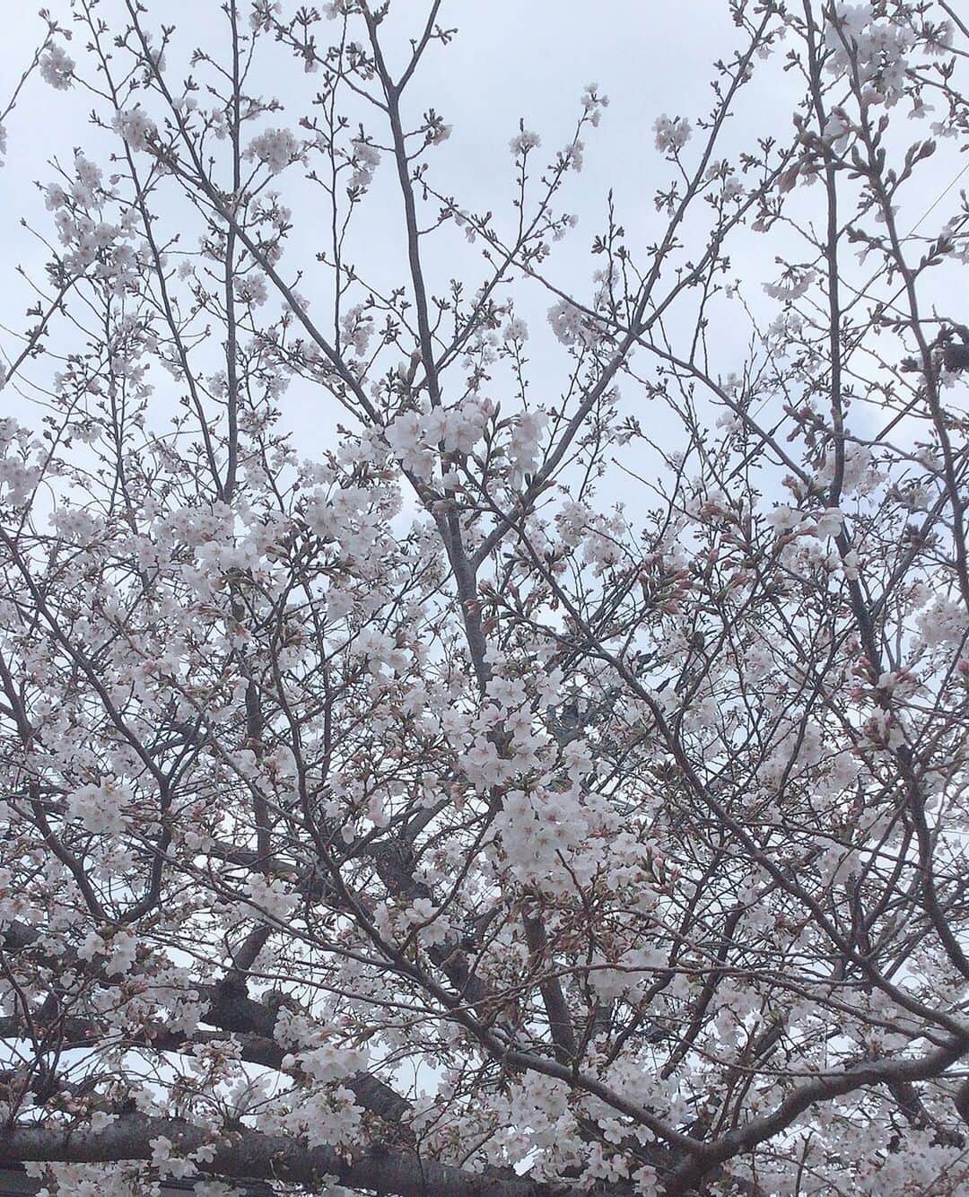 涼のささやきちゃんねるさんのインスタグラム写真 - (涼のささやきちゃんねるInstagram)「今年もまた桜を見て綺麗だと感じることができる。しあわせ。」3月26日 17時56分 - ryou_sasayaki