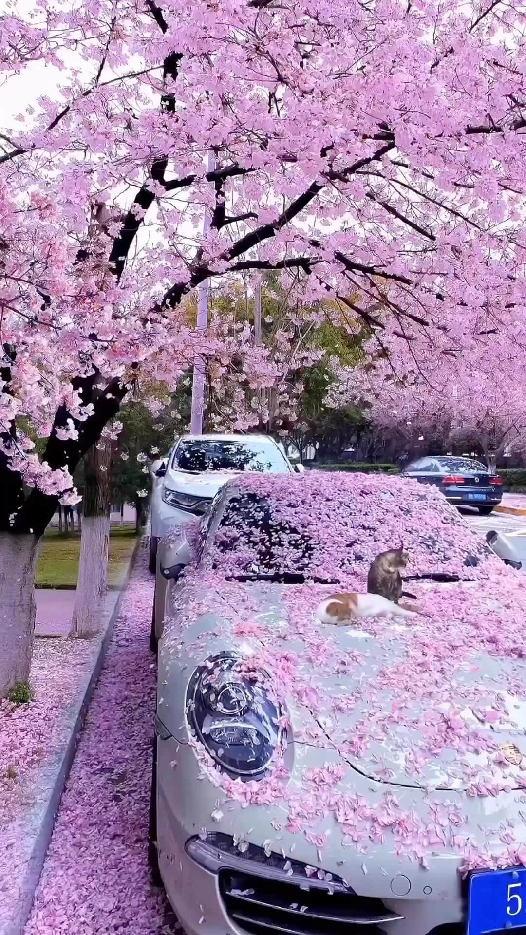 Awesome Wonderful Natureのインスタグラム：「“Blossom by blossom the spring begins.” 🌸 What’s your favourite season? Spring, summer, autumn or winter?  🎥 @ityykitty」