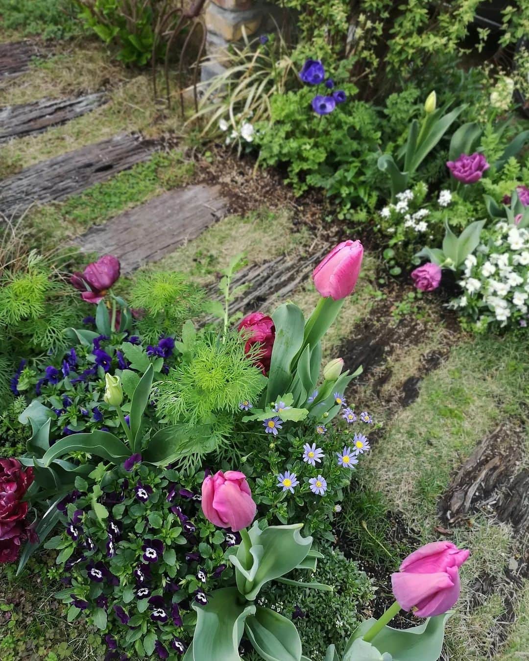 sho.candyさんのインスタグラム写真 - (sho.candyInstagram)「どんどん華やかになる庭✨ ピンクのチューリップは植えた覚えないのに🤔これはもしや紫のチューリップになるのかも… 白と紫を植えたはず☘️ でもどれもかわいい色✨  最後のは少し前の満開時のサクランボ  #チューリップ#ビオラ#コデマリ#アネモネ#トサミズキ #サクランボ #春の庭#花のある暮らし#季節を楽しむ #暮らしを楽しむ #ガーデン#庭#庭作り#ガーデニング#マイガーデン#植物#garden#gardening#flower#springgarden」3月26日 18時17分 - sho.candy