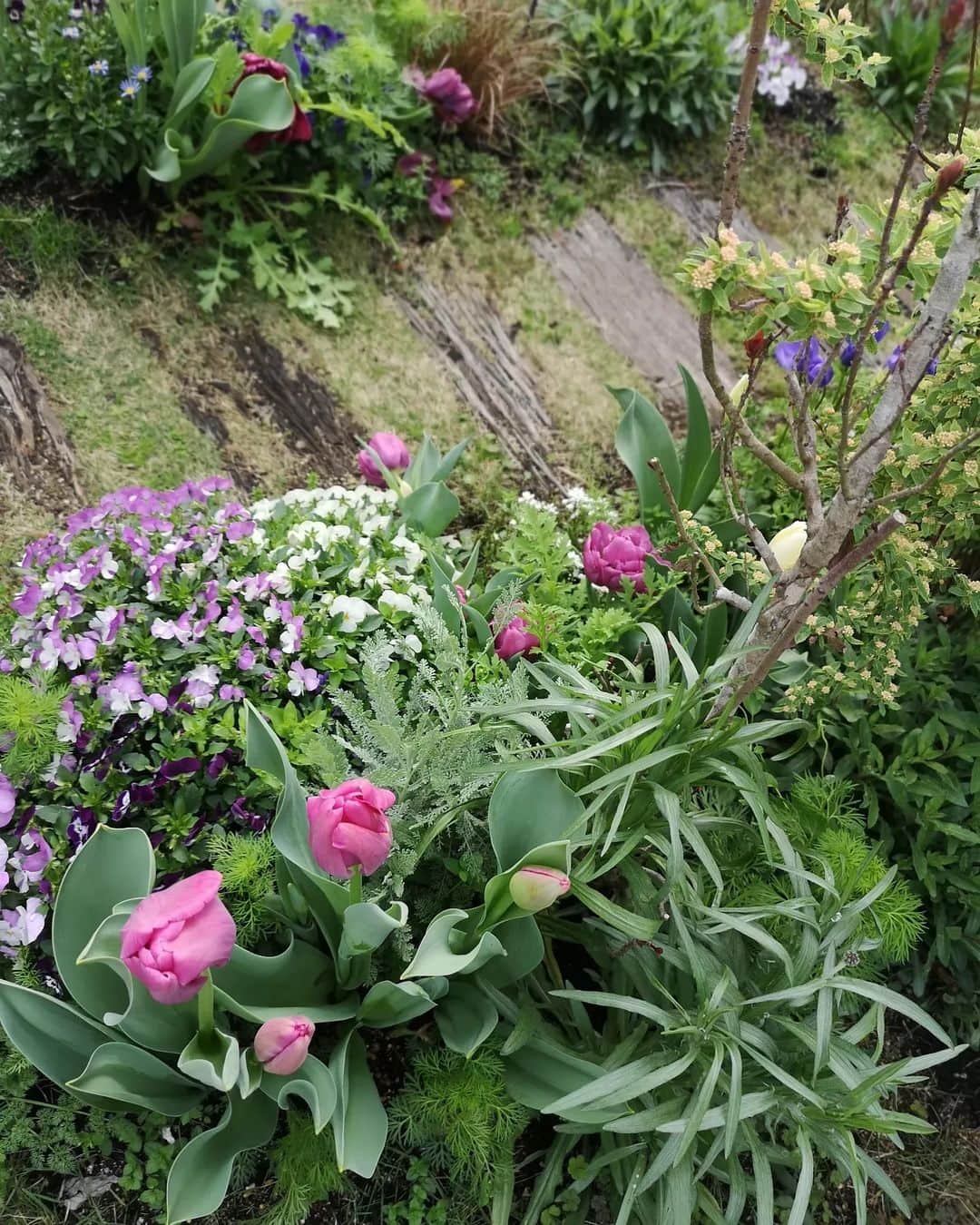 sho.candyさんのインスタグラム写真 - (sho.candyInstagram)「どんどん華やかになる庭✨ ピンクのチューリップは植えた覚えないのに🤔これはもしや紫のチューリップになるのかも… 白と紫を植えたはず☘️ でもどれもかわいい色✨  最後のは少し前の満開時のサクランボ  #チューリップ#ビオラ#コデマリ#アネモネ#トサミズキ #サクランボ #春の庭#花のある暮らし#季節を楽しむ #暮らしを楽しむ #ガーデン#庭#庭作り#ガーデニング#マイガーデン#植物#garden#gardening#flower#springgarden」3月26日 18時17分 - sho.candy