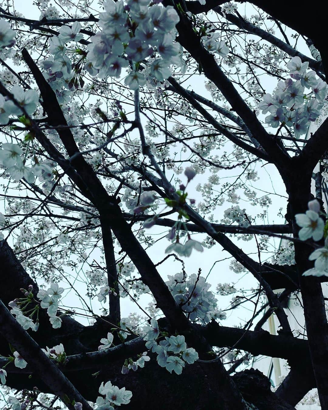 蜷川みほさんのインスタグラム写真 - (蜷川みほInstagram)「桜が咲きました🌸 今年もカラコネの障がい者アートでは、みんなで桜の貼り絵をしましたよ🖼🌸 ✨ ＊NPO法人 カラフル・コネクターズ http://colorful2015.starfree.jp/ #カラコネ　#カラコネオフィス  　#障がい者アート　#桜　#桜まつり」3月26日 18時10分 - ninagawa_miho