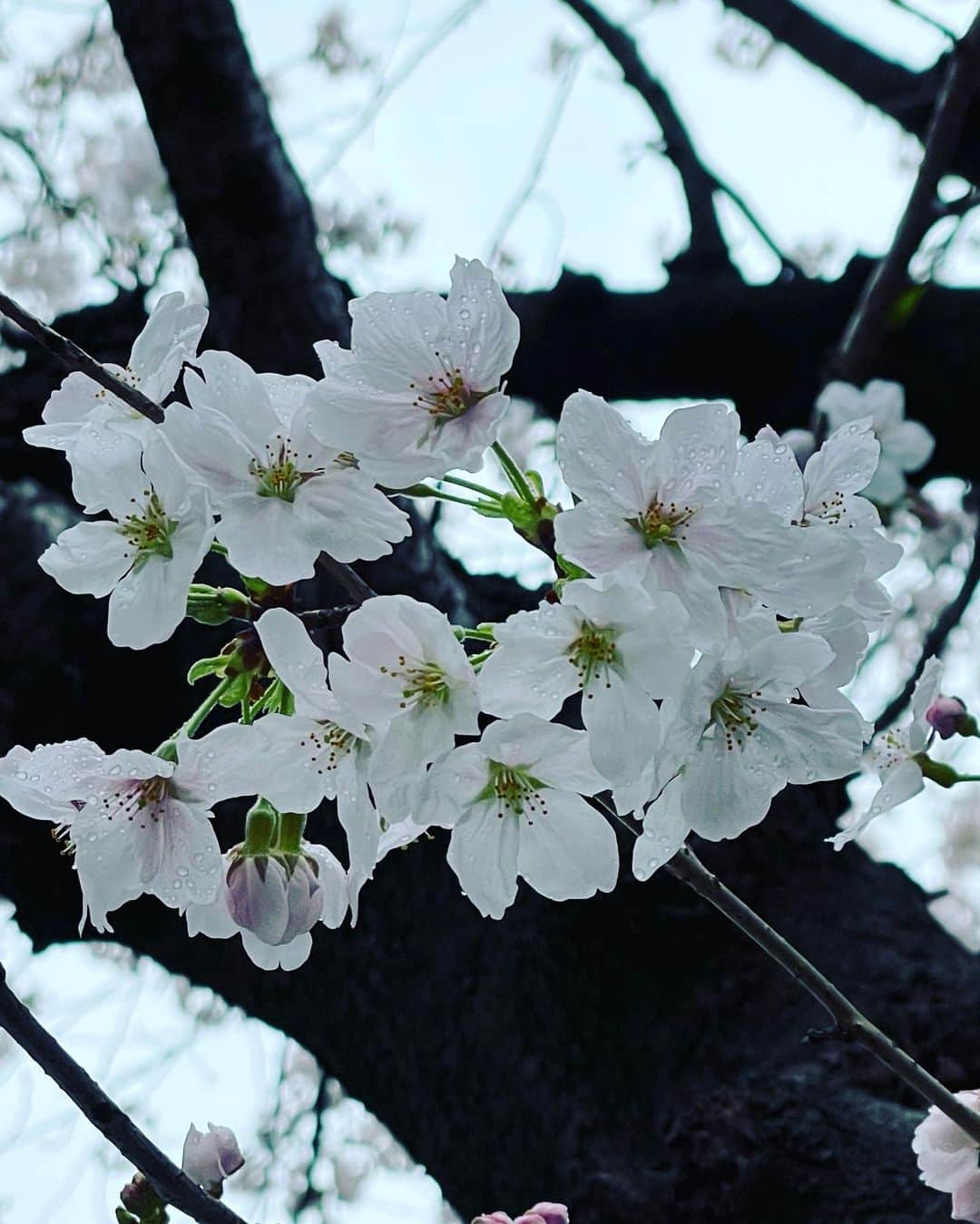 蜷川みほさんのインスタグラム写真 - (蜷川みほInstagram)「桜が咲きました🌸 今年もカラコネの障がい者アートでは、みんなで桜の貼り絵をしましたよ🖼🌸 ✨ ＊NPO法人 カラフル・コネクターズ http://colorful2015.starfree.jp/ #カラコネ　#カラコネオフィス  　#障がい者アート　#桜　#桜まつり」3月26日 18時10分 - ninagawa_miho