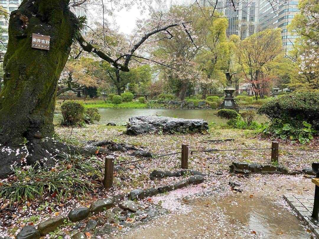 江川清音さんのインスタグラム写真 - (江川清音Instagram)「⁡ 🌸東京・日比谷公園🌸 ⁡ 3/25(土) 2地点目は日比谷公園。 ⁡ 鶴の噴水で有名な日比谷公園⛲️ 今年1月に噴水が凍ったと話題になりましたね⛄️ ⁡ 今は桜の季節🌸 結構散ってきていて、桜の絨毯も見られました！ 風情があって良いですね✨ ⁡ #日比谷公園  #桜のあるくらし2023 #ウェザーニュースlive #さくらプロジェクト #さくプロ大使 #さくらば〜」3月26日 18時20分 - egawasayane