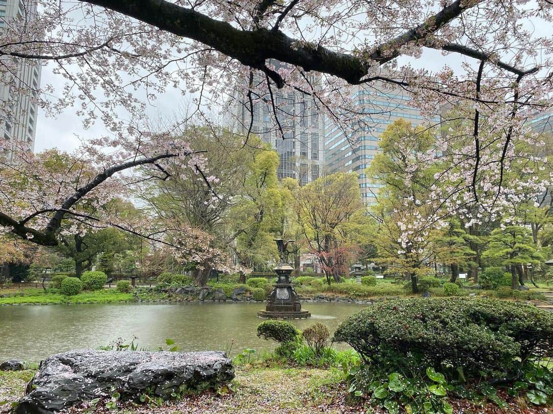 江川清音さんのインスタグラム写真 - (江川清音Instagram)「⁡ 🌸東京・日比谷公園🌸 ⁡ 3/25(土) 2地点目は日比谷公園。 ⁡ 鶴の噴水で有名な日比谷公園⛲️ 今年1月に噴水が凍ったと話題になりましたね⛄️ ⁡ 今は桜の季節🌸 結構散ってきていて、桜の絨毯も見られました！ 風情があって良いですね✨ ⁡ #日比谷公園  #桜のあるくらし2023 #ウェザーニュースlive #さくらプロジェクト #さくプロ大使 #さくらば〜」3月26日 18時20分 - egawasayane
