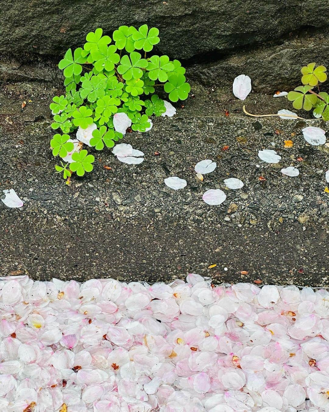 曽根由希江さんのインスタグラム写真 - (曽根由希江Instagram)「寒いわねー。 なんだか☔️雨続きだから 桜の木を見上げる写真よりも 足元の発見を楽しんでる♡🌸  #sakura #cherryblossoms #桜 #花びら #桜じゅうたん #無加工 #雨マジックによる哀愁 #不満げな #お犬と #おさんぽ」3月26日 20時31分 - yukiesone427