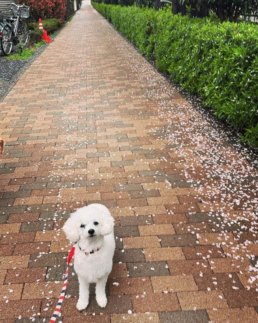 曽根由希江さんのインスタグラム写真 - (曽根由希江Instagram)「寒いわねー。 なんだか☔️雨続きだから 桜の木を見上げる写真よりも 足元の発見を楽しんでる♡🌸  #sakura #cherryblossoms #桜 #花びら #桜じゅうたん #無加工 #雨マジックによる哀愁 #不満げな #お犬と #おさんぽ」3月26日 20時31分 - yukiesone427