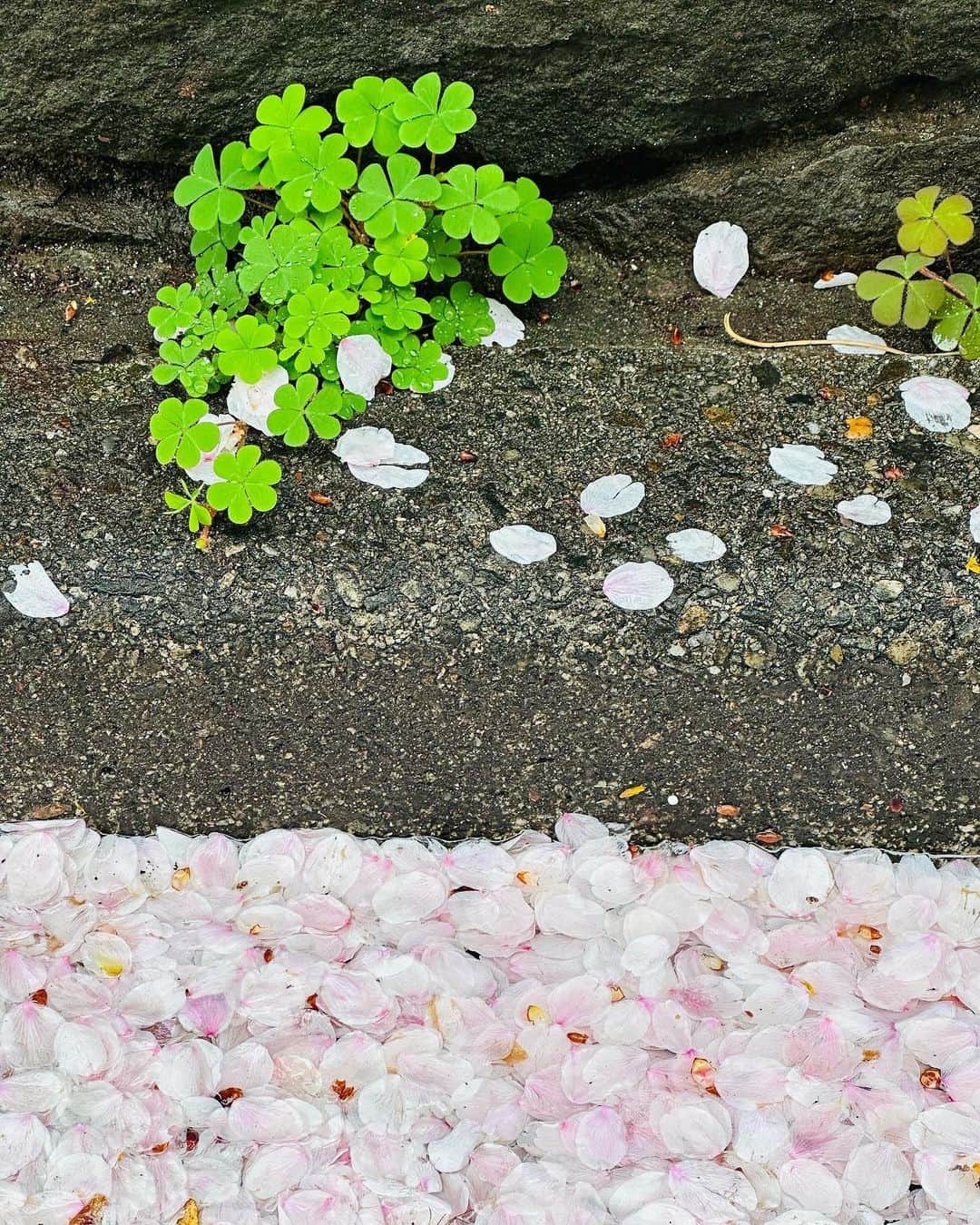 曽根由希江のインスタグラム：「寒いわねー。 なんだか☔️雨続きだから 桜の木を見上げる写真よりも 足元の発見を楽しんでる♡🌸  #sakura #cherryblossoms #桜 #花びら #桜じゅうたん #無加工 #雨マジックによる哀愁 #不満げな #お犬と #おさんぽ」