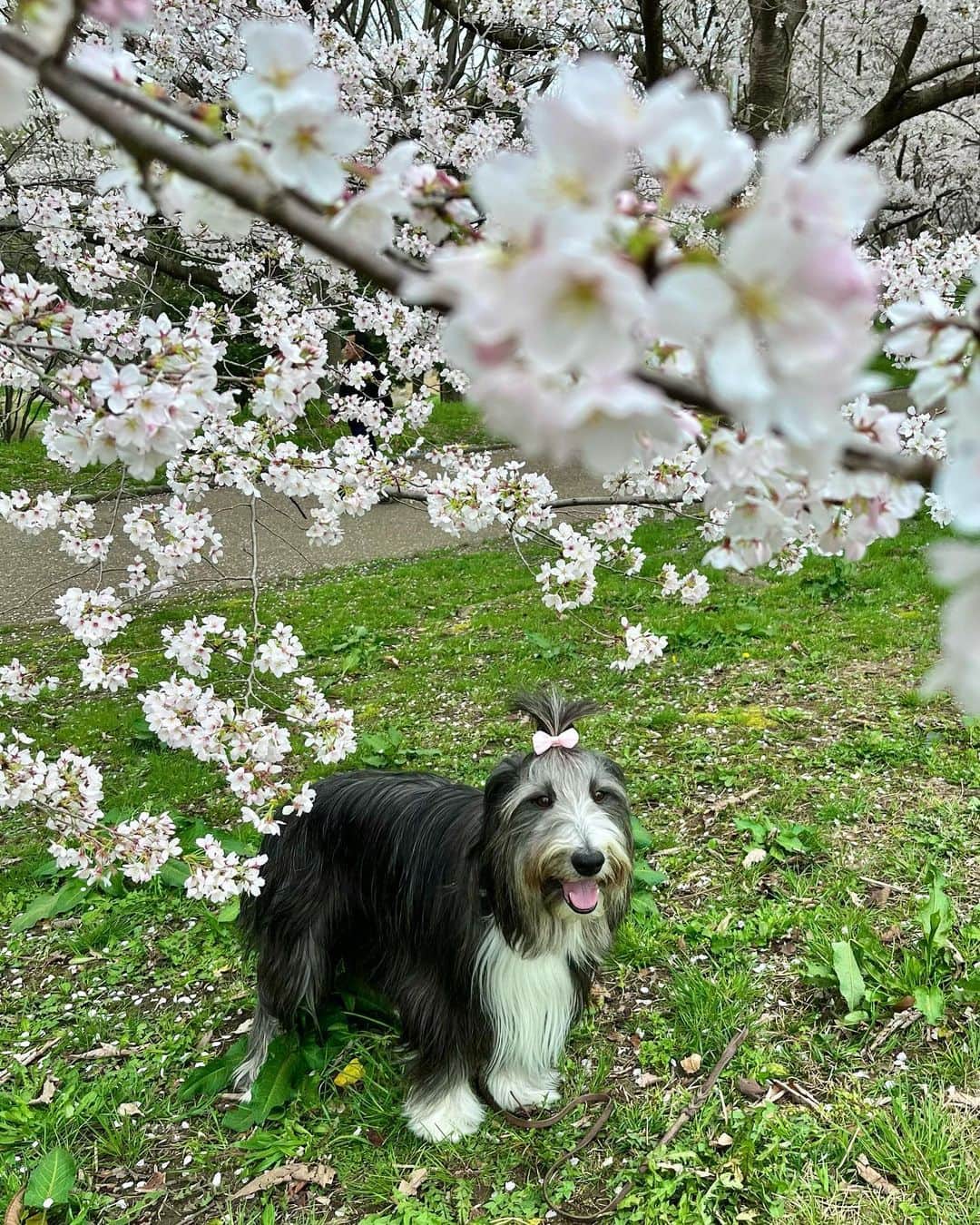 kei515yuさんのインスタグラム写真 - (kei515yuInstagram)「3/25 近くの大きな公園が桜が咲いてきたので観に行ってきました。 お天気がよければもう少しよかったのですが、それでもきれいな桜が見れました。 お久しぶりのロージーちゃんにも会えて、朱織さん、嬉しそうでした😊  #ビアデッドコリー #ビアディ #beardedcollie #akaribeardie #beardie #beardedcolliesofinstagram #puppydog #puppygram  #petscorner #insta_animaluy #dog_ofinstagram #insta_dogs #igdog #topdogphoto #repost_ezyjp #weeklyfluff #dog_features #excellent_dogs #pecoいぬ部 #飛鳥犬舎」3月26日 20時34分 - kei515yu
