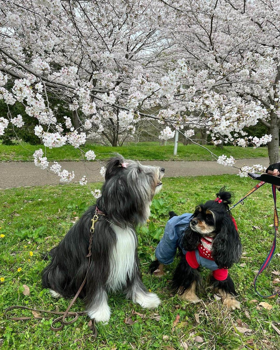 kei515yuさんのインスタグラム写真 - (kei515yuInstagram)「3/25 近くの大きな公園が桜が咲いてきたので観に行ってきました。 お天気がよければもう少しよかったのですが、それでもきれいな桜が見れました。 お久しぶりのロージーちゃんにも会えて、朱織さん、嬉しそうでした😊  #ビアデッドコリー #ビアディ #beardedcollie #akaribeardie #beardie #beardedcolliesofinstagram #puppydog #puppygram  #petscorner #insta_animaluy #dog_ofinstagram #insta_dogs #igdog #topdogphoto #repost_ezyjp #weeklyfluff #dog_features #excellent_dogs #pecoいぬ部 #飛鳥犬舎」3月26日 20時34分 - kei515yu