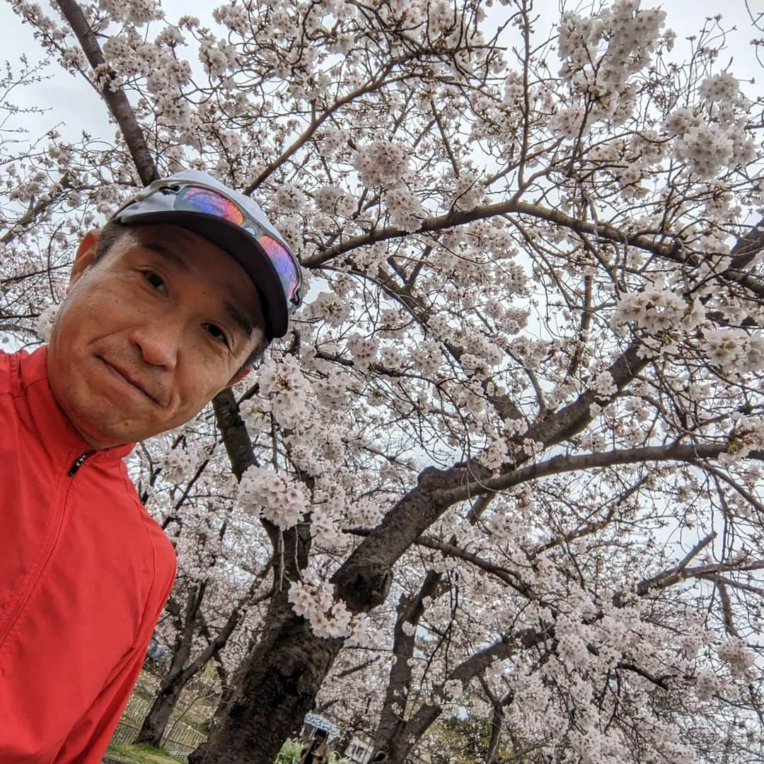 佐藤裕二のインスタグラム：「この週末は、さくら雨でしたが、 名古屋市内も、いよいよ満開ですね🌸  #サクラ#満開#名古屋の桜 #ソメイヨシノ #サクラベツイン #ジョギング#ウオーキング  #メーテレ#アナウンサー#佐藤裕二 #自撮りおじさん #花おじさん」