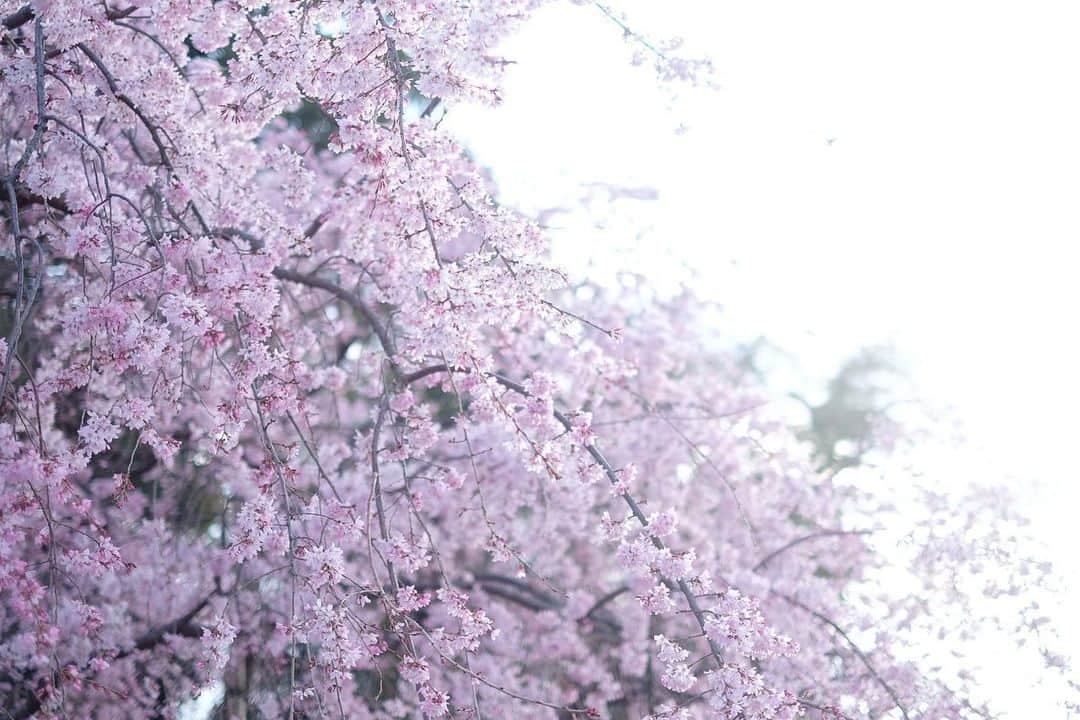 小林千鶴のインスタグラム：「連日の雨。 その前に急いで撮影した 近所で咲く桜たち🌸 毎年本当ありがとうね。  散り行く姿は寂しいけど その儚さがとても美しいし 葉桜の色のコントラストや 透き通るような新緑も 心から好きな景色。  自然の織りなす カラフルな世界。  明日は久々にお外でお散歩。 楽しみ、楽しみ。  #桜 #sakura」