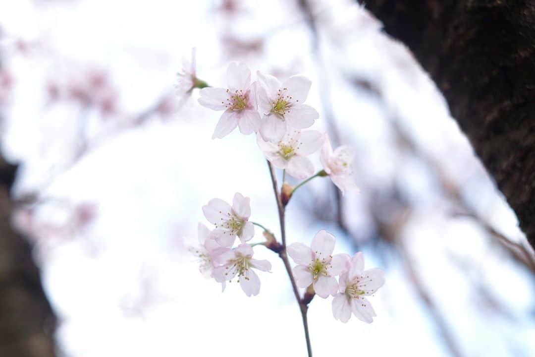 小林千鶴さんのインスタグラム写真 - (小林千鶴Instagram)「連日の雨。 その前に急いで撮影した 近所で咲く桜たち🌸 毎年本当ありがとうね。  散り行く姿は寂しいけど その儚さがとても美しいし 葉桜の色のコントラストや 透き通るような新緑も 心から好きな景色。  自然の織りなす カラフルな世界。  明日は久々にお外でお散歩。 楽しみ、楽しみ。  #桜 #sakura」3月26日 20時54分 - 5884_chizuru