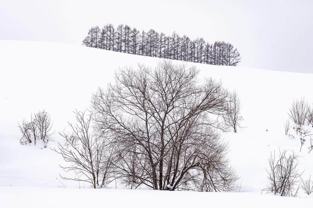 Michael Yamashitaのインスタグラム：「Snowscapes, Hokkaido. # Layered landscapes: Hokkaido - Japan's most northerly island, is one of the snowiest places in the world, where annual snowfall can average over 200 to 300 inches thanks to frigid Siberian winds crashing into the mountains of northern Japan. The perfect place to find layers of larch and birch trees, planted to provide wind- and snow-breaks, but like all things Japanese, the practical never supercedes the artistic, as seen in the contrasting patterns formed by the grouping of trees on Biei Hill.   #Snowscapes, #Hokkaido, #Japan. #biei #furano」