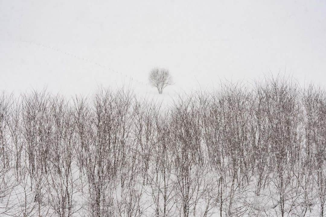 Michael Yamashitaさんのインスタグラム写真 - (Michael YamashitaInstagram)「Snowscapes, Hokkaido. # Layered landscapes: Hokkaido - Japan's most northerly island, is one of the snowiest places in the world, where annual snowfall can average over 200 to 300 inches thanks to frigid Siberian winds crashing into the mountains of northern Japan. The perfect place to find layers of larch and birch trees, planted to provide wind- and snow-breaks, but like all things Japanese, the practical never supercedes the artistic, as seen in the contrasting patterns formed by the grouping of trees on Biei Hill.   #Snowscapes, #Hokkaido, #Japan. #biei #furano」3月26日 20時47分 - yamashitaphoto