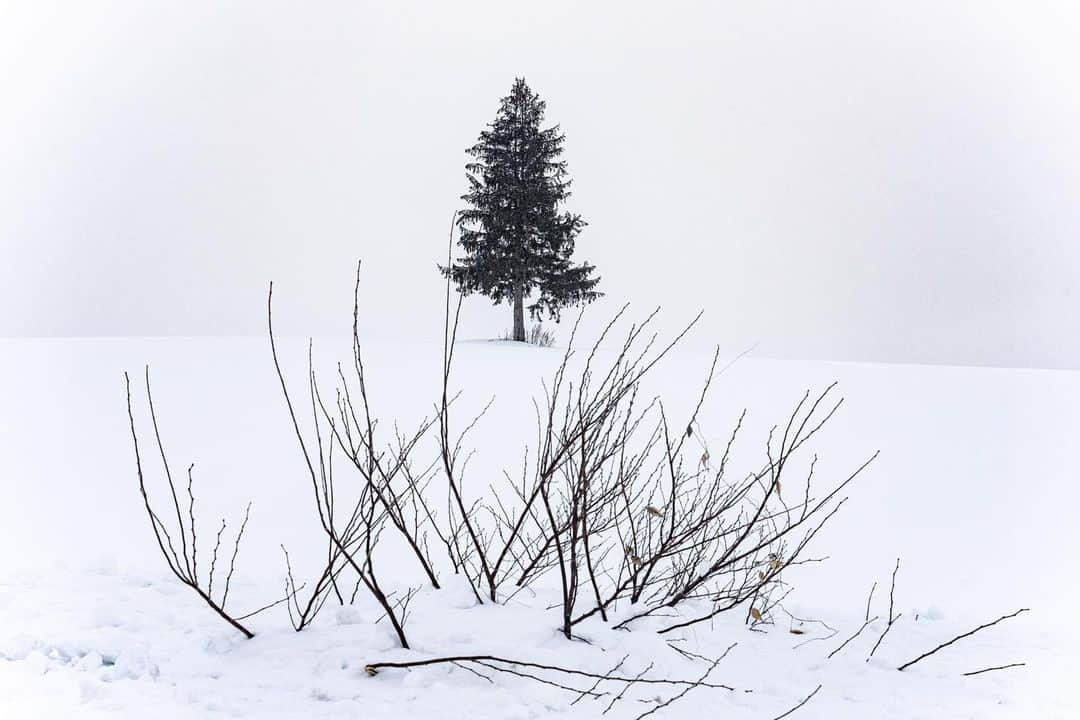 Michael Yamashitaさんのインスタグラム写真 - (Michael YamashitaInstagram)「Snowscapes, Hokkaido. # Layered landscapes: Hokkaido - Japan's most northerly island, is one of the snowiest places in the world, where annual snowfall can average over 200 to 300 inches thanks to frigid Siberian winds crashing into the mountains of northern Japan. The perfect place to find layers of larch and birch trees, planted to provide wind- and snow-breaks, but like all things Japanese, the practical never supercedes the artistic, as seen in the contrasting patterns formed by the grouping of trees on Biei Hill.   #Snowscapes, #Hokkaido, #Japan. #biei #furano」3月26日 20時47分 - yamashitaphoto