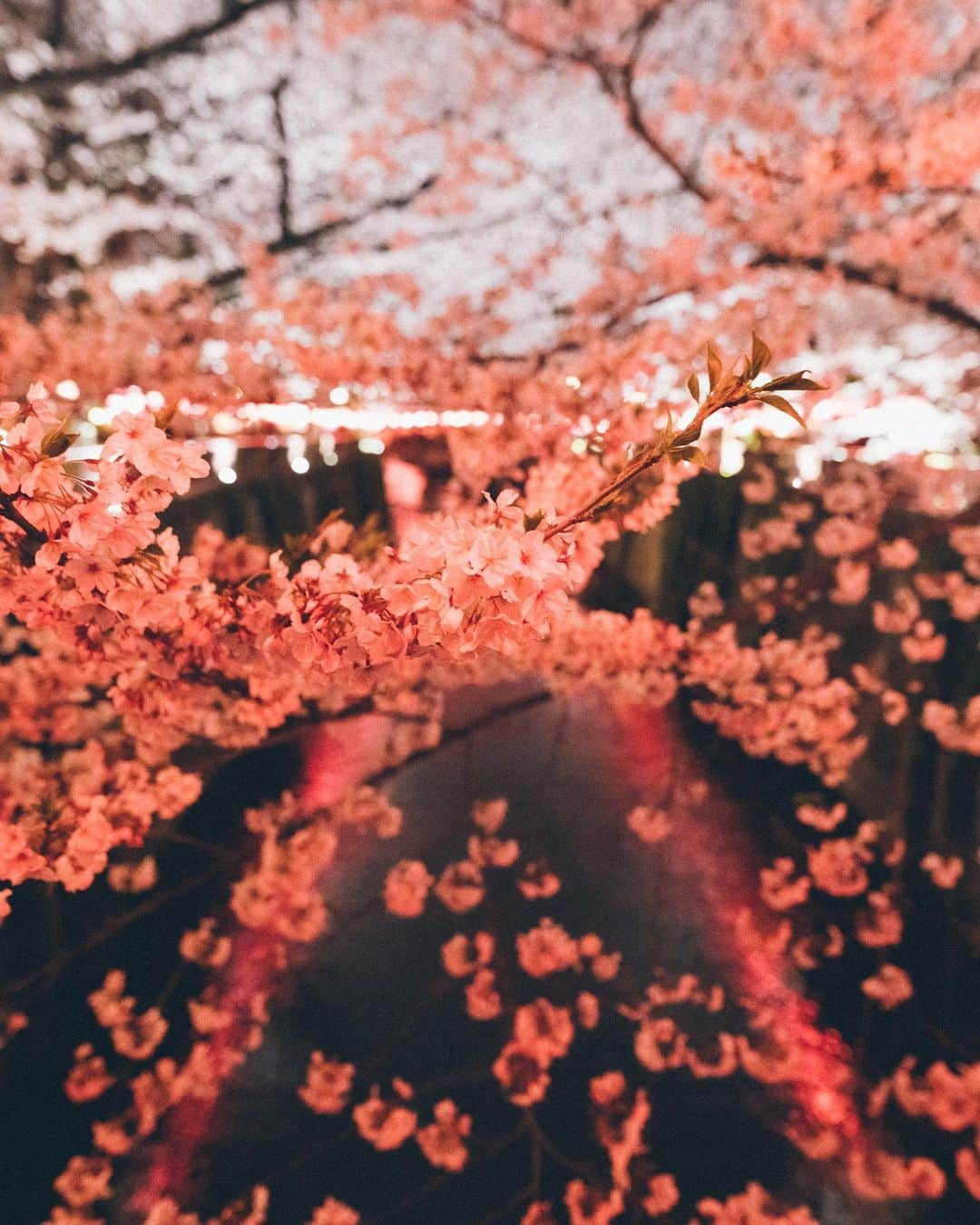 Yuma Yamashitaさんのインスタグラム写真 - (Yuma YamashitaInstagram)「Nakameguro Nights Hello from #tokyo  #目黒川 #桜 #cherryblossom」3月26日 21時00分 - yuma1983