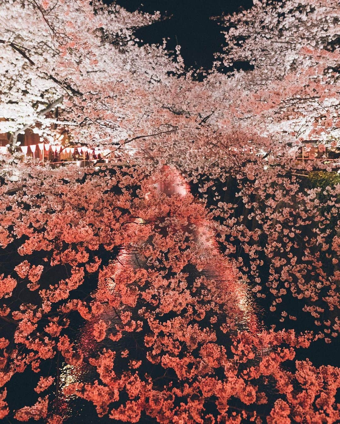 Yuma Yamashitaさんのインスタグラム写真 - (Yuma YamashitaInstagram)「Nakameguro Nights Hello from #tokyo  #目黒川 #桜 #cherryblossom」3月26日 21時00分 - yuma1983