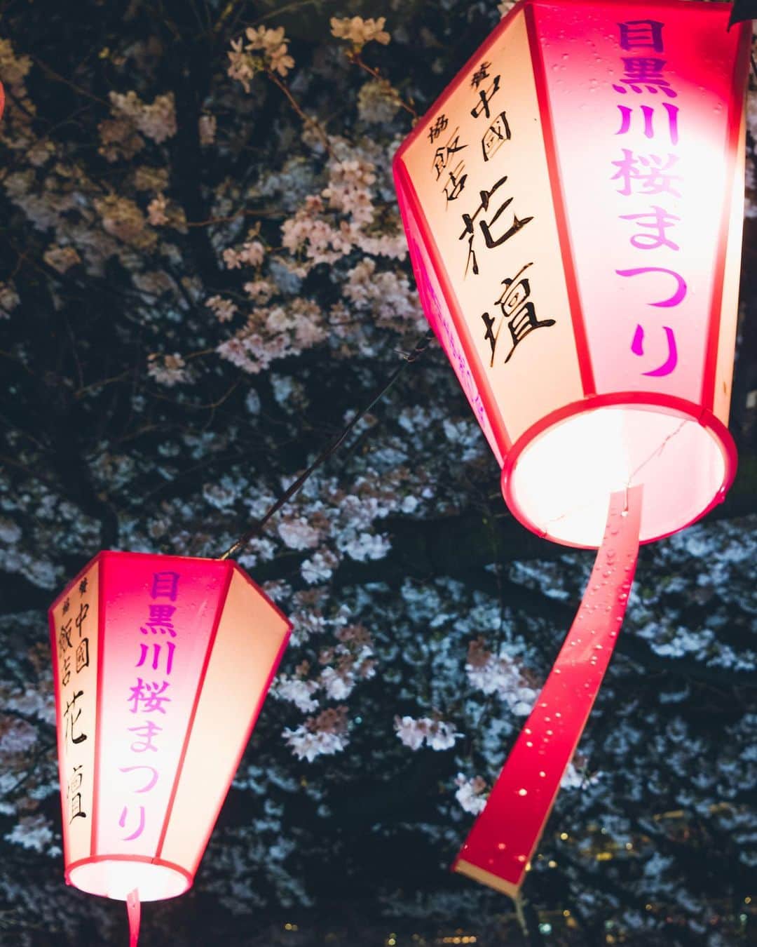 Yuma Yamashitaさんのインスタグラム写真 - (Yuma YamashitaInstagram)「Nakameguro Nights Hello from #tokyo  #目黒川 #桜 #cherryblossom」3月26日 21時00分 - yuma1983