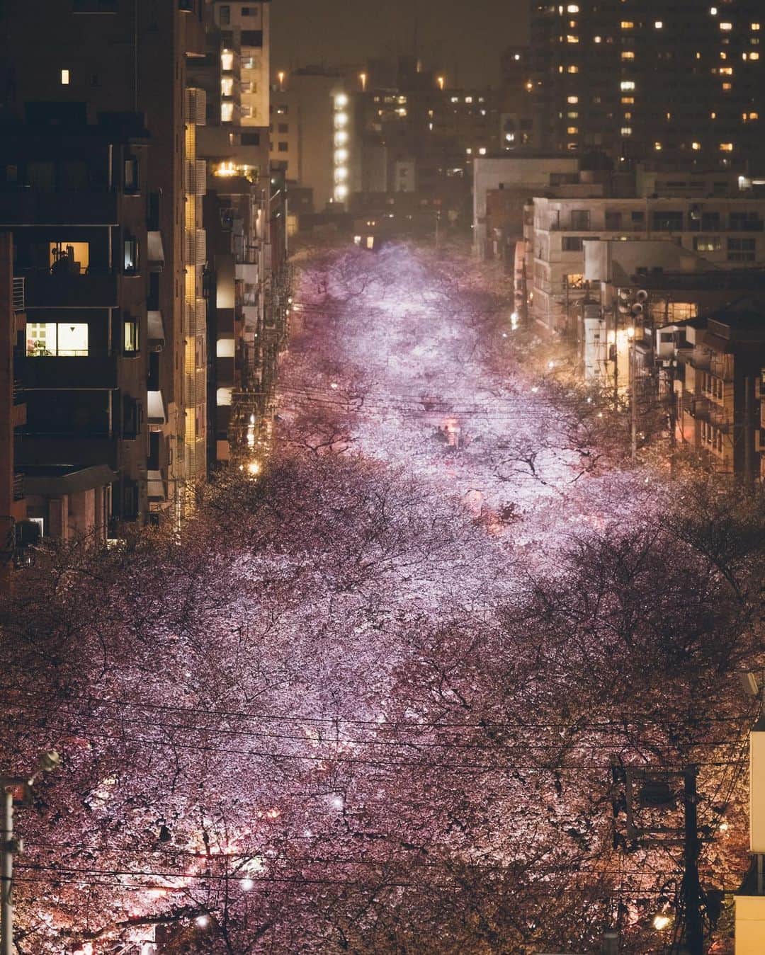 Yuma Yamashitaのインスタグラム：「Nakameguro Nights Hello from #tokyo  #目黒川 #桜 #cherryblossom」