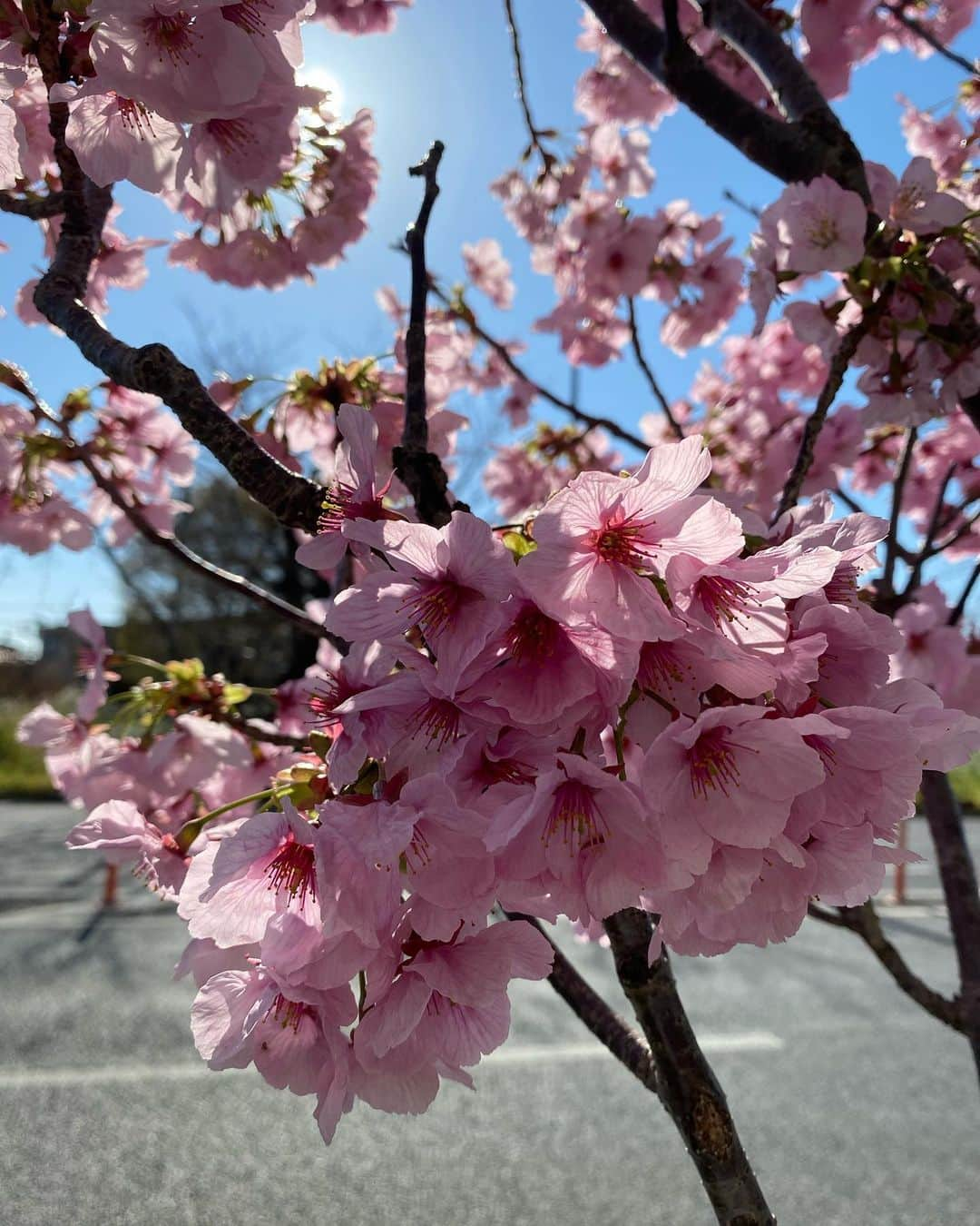 黒宮ニイナさんのインスタグラム写真 - (黒宮ニイナInstagram)「1週間ぶりの投稿🙏 すっかり桜も満開になりましたね🌸✨ 子どもたちも春休みに突入しましたが、私の仕事と習い事はあるので普段とそんな変わらない日常を過ごしています☺️  ここ1週間は大事な試験が控えていたので私自身は心と時間に余裕がなくなっていましたが、平日はなかなか公園に連れていけてなかった分、仕事ない日に娘ちゃんは幼稚園のお友達と公園遊びができ予想外にお花見もできて少し春休みを感じました😁💕  #ピラティス #ピラティスインストラクタ #ママ #2児ママ #2人育児 #男の子ママ #女の子ママ #ootd #今日のコーデ #ママコーデ #ライダースコーデ #スカートコーデ #シンプルコーデ #30代ママ #アラフォーママ #30代ママコーデ #pilatesinstructor #todayfashion #outfit #fashion #coordinate #cadune #plst #mama #mamafashion #mamacoordinate #mamalife」3月26日 21時00分 - niina_pilates0827