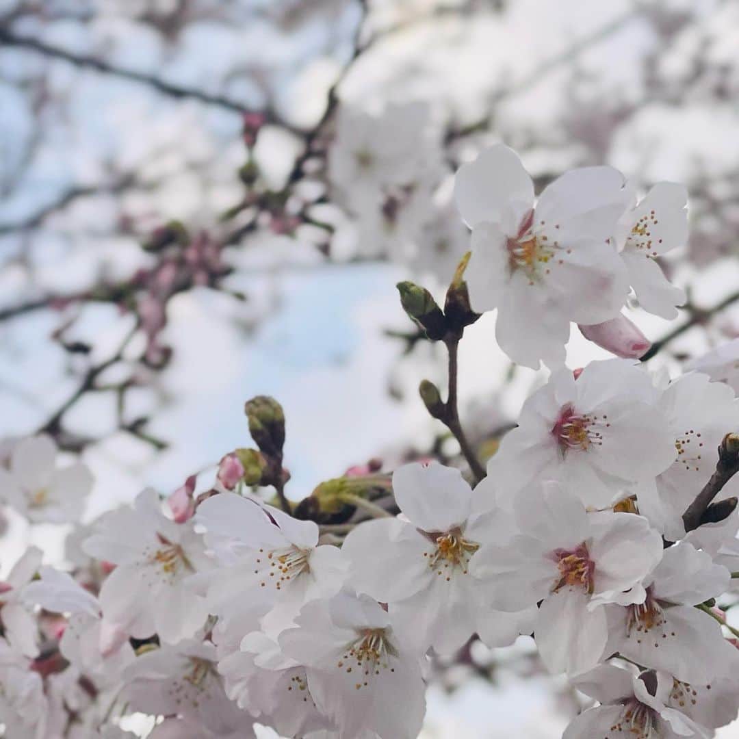 有働優菜さんのインスタグラム写真 - (有働優菜Instagram)「儚い」3月26日 21時12分 - yuna_udo_