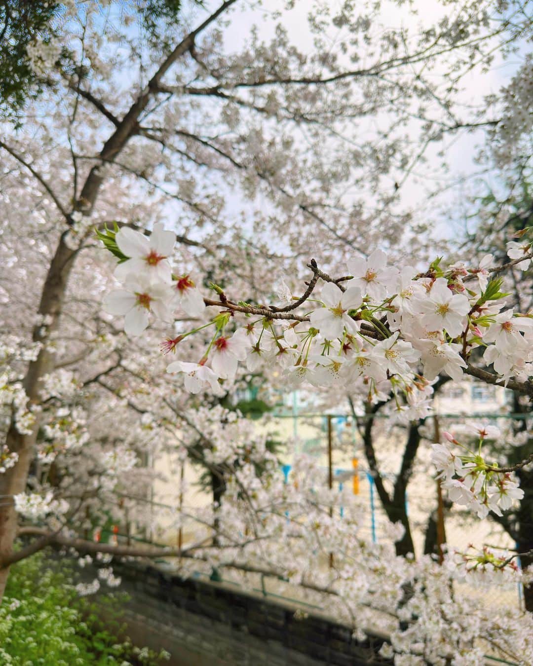 中垣悟さんのインスタグラム写真 - (中垣悟Instagram)「今日の福岡は寒かったですが、桜見てきました。 僕は自分の身体に書いてしまうくらい花の中でも桜が好きなのですが写真を撮るのが下手なので素晴らしさが伝わらなそうです…  毎年この花が咲く度に日本に生まれてよかったなぁと思います。  #sakura #桜2023 #桜福岡 #cherryblossom #溢れ出るコラ画像感」3月26日 21時07分 - freak_satorunakagaki