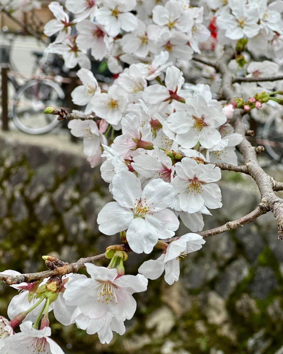 リリー・コリンズさんのインスタグラム写真 - (リリー・コリンズInstagram)「Sakura season…」3月26日 21時08分 - lilyjcollins