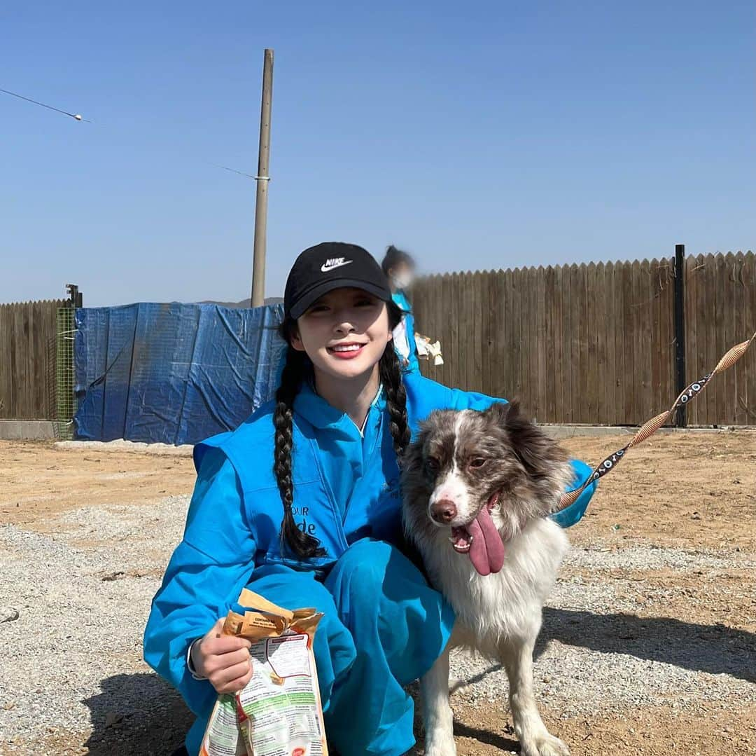 ガヨン のインスタグラム：「#유어사이드봉사단 🤍 오늘은 내가 여서정이한테 산책 당함 🐕 순둥순둥 귀여운 만세 🐶 너무 착하고 이쁜 파래 🐶 그리고 사랑스런 모든 아이들 ><  작년에 놀았던 아이들이랑 다시 만나 반가우면서도 아직 좋은 가족을 못 만난 것 같아 아쉽다.. 하나하나 사랑스러운 아이들인데 ㅠㅠ 제발 #사지마세요 #입양하세요 #버리지마세요 🙏🏻  #유어사이드 #유기견봉사단 #헤이리본 #터글 #내추럴발란스 #블루엔젤봉사단 #안성평강공주보호소」