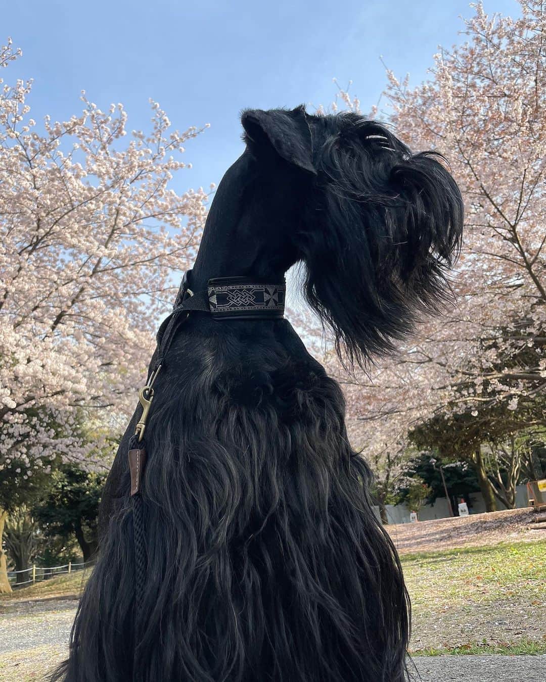 信沢Hitoshiさんのインスタグラム写真 - (信沢HitoshiInstagram)「お誕生日、おめでとう！ 桜の時期に生まれたのに、バラが咲いてない3月26日、バラからピースって名前をもらったんだね！」3月26日 21時21分 - nobusawahitoshi