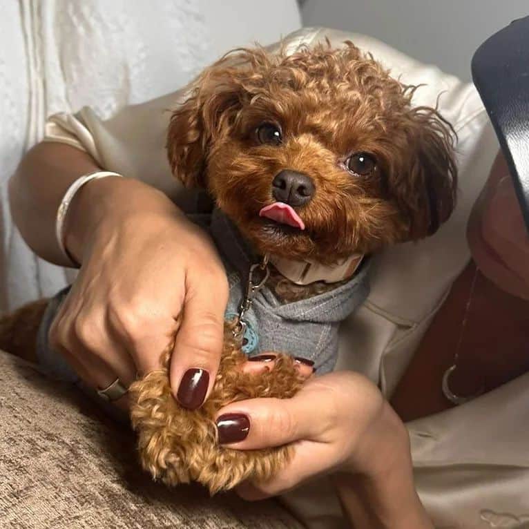 REGSTYLEのインスタグラム：「Simple💅💎  クックくん好きすぎて ほぼ爪写ってない🥹🐶🎶w  @nailsalonfielia  いつも楽しい時間&癒やし 素敵なネイルありがとうございます🙏🏼💙  予約の際に💅 「YUIのinsta見た」で30%Offになるそうなので ネイルサロンお探しの方はぜひ〜🦴」