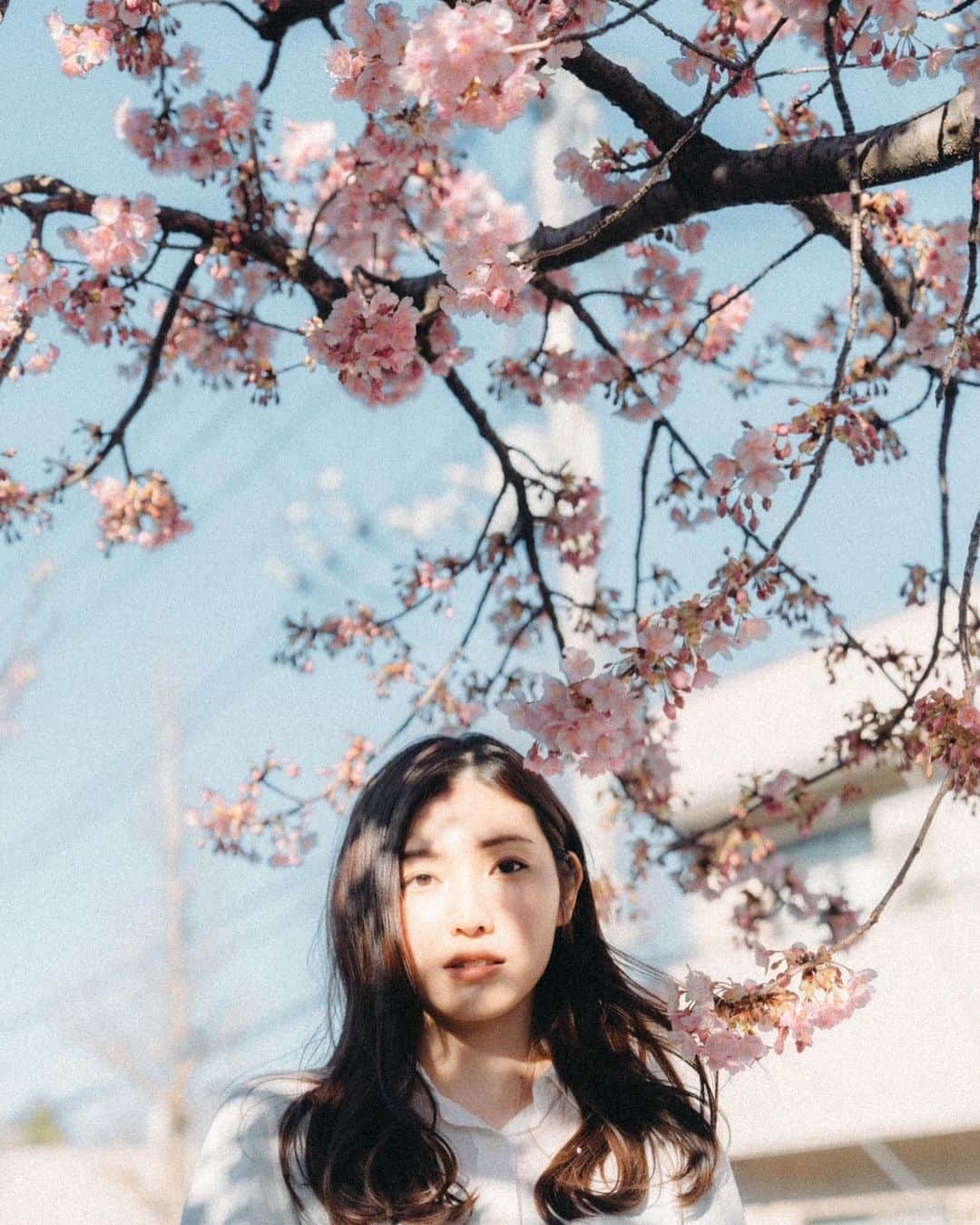 立石晴香さんのインスタグラム写真 - (立石晴香Instagram)「雨だけど桜眺めてきました🌸 なんだか長いなぁと感じてたけどついに3月も最終週ですね🥲  3月最終週楽しい1週間になりますように🌸🌸🫶  camera @yusuke_nari2   #さくら #sakura #flower」3月26日 21時26分 - haruka_tateishi