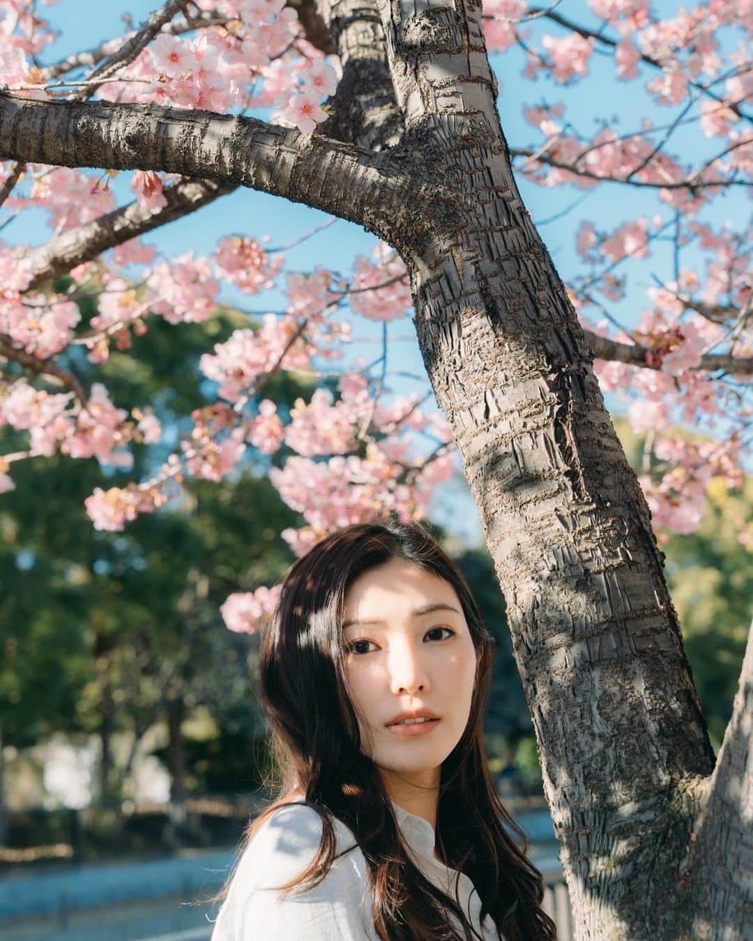立石晴香のインスタグラム：「雨だけど桜眺めてきました🌸 なんだか長いなぁと感じてたけどついに3月も最終週ですね🥲  3月最終週楽しい1週間になりますように🌸🌸🫶  camera @yusuke_nari2   #さくら #sakura #flower」