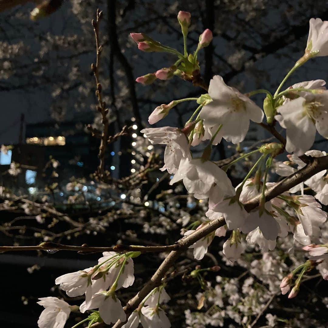 小谷あゆみのインスタグラム：「目黒川の夜桜 雨上がりで混雑も例年よりは控えめでラッキーでした スムーズに歩くコツは中目黒駅ではなく、田園都市線のあっちの大橋駅から行くと混雑緩和〜 #花見 #夜桜 #目黒川  #東京の花見スポット #満開　というより11分咲き #散り始め またよし」