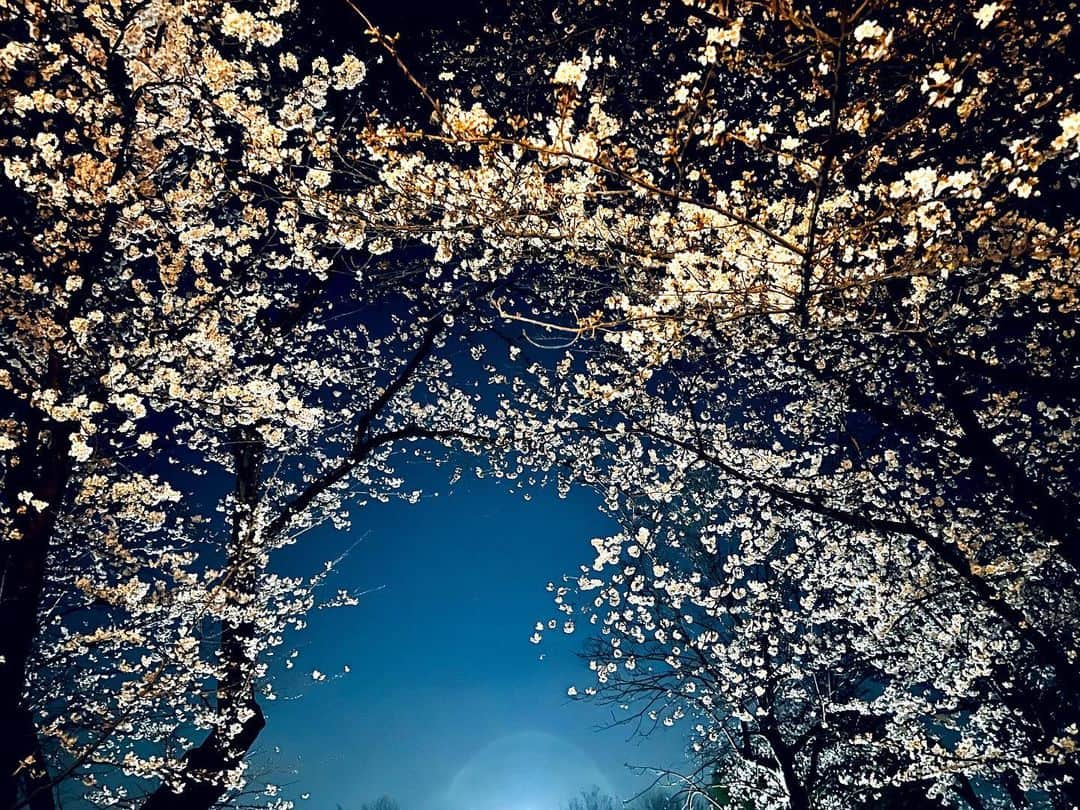 古村比呂のインスタグラム：「桜のarch🌸  #桜 #cherryblossom #arch  #古村比呂 #hirokomura #actress」