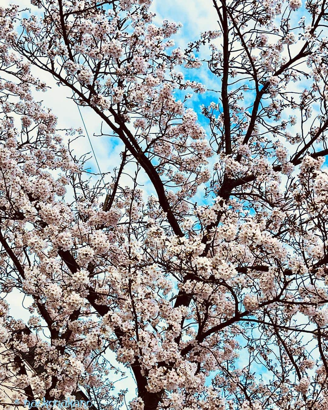 中野菜保子さんのインスタグラム写真 - (中野菜保子Instagram)「. 「4月版待受カレンダーでた✨📱📸✨」 写真は🍎🍎🍎🍎🍎🍎🍎🍎🍎枚 1:お花の名前わからず 2:公式QRコード 4:🌷 8:🌸 10:強風で前髪おさえたらシチサン分けになった . . ご機嫌いかがですか？（≧∇≦）？  もうすぐ4月だ！ 春だ！！  ということで  好評のスマホ待受カレンダーは お花たちと共に撮影してまいりました💐🌷🌸  今年は桜の開花が早かったですね 過ごしやすい季節が長くなるといいなぁ . . 4月版スマホ待受カレンダーは 昨日25日から 公式まとめサイトにて 販売スタートしてます😊📱  データでダウンロードできるので 保存をお忘れなく☆ (紙媒体での販売はありません)  1枚200円  デザインは3種類 まとめ買い割引アリです  9:16のフルサイズで 中野をお楽しみ下さい . . 公式まとめサイトへは プロフィール欄のリンクか ハイライトから飛べます🍓🍓🍓  「Photo Store」の ポップアップをタップすると 入れますよ！！ . ※クリスマス・1〜3月版も 引き続き販売中  ・・・実は髪色が変わったのは ナイショですよ😌 ＊ ＊ ＊ #公式まとめサイト #4月版 #スマホ壁紙 #スマホ待受 #限定写真 #限定グッズ #スマホカレンダー #春 #講演会 #桜咲く#チューリップ咲く #脚本家 #中野菜保子 #columnist #actor #hollywoodstars #cm  #actress #舞台役者 #コラムニスト #stage #tvshow #moviestars #model #performer #表現者 #俳優 #女優 #演劇 #映画 @syanhaijitensya」3月26日 21時50分 - naokonakano8319