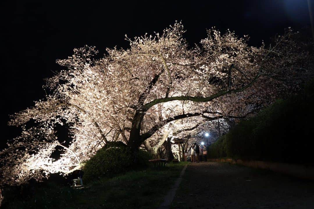 倉敷市さんのインスタグラム写真 - (倉敷市Instagram)「【3月26日　酒津公園の桜ライトアップ】  雨あがりに酒津公園の桜のライトアップを撮影してきました。 この雨が心配でしたが、それほど散っておらず。  満開までは、あと少しというところでしょうか。  酒津公園桜ライトアップ 令和５年３月２５日～４月９日 １８時～２１時  #酒津公園 #桜 #さくら #花見 #sakura #桜ライトアップ #夜桜 #倉敷市 #倉敷 #kurashiki  #クラシキ文華 #クラシキブンカ #japan #japantrip #travel #trip #旅 #旅行 #instgramjapan #visitjapanjp」3月26日 21時52分 - kurashiki_city