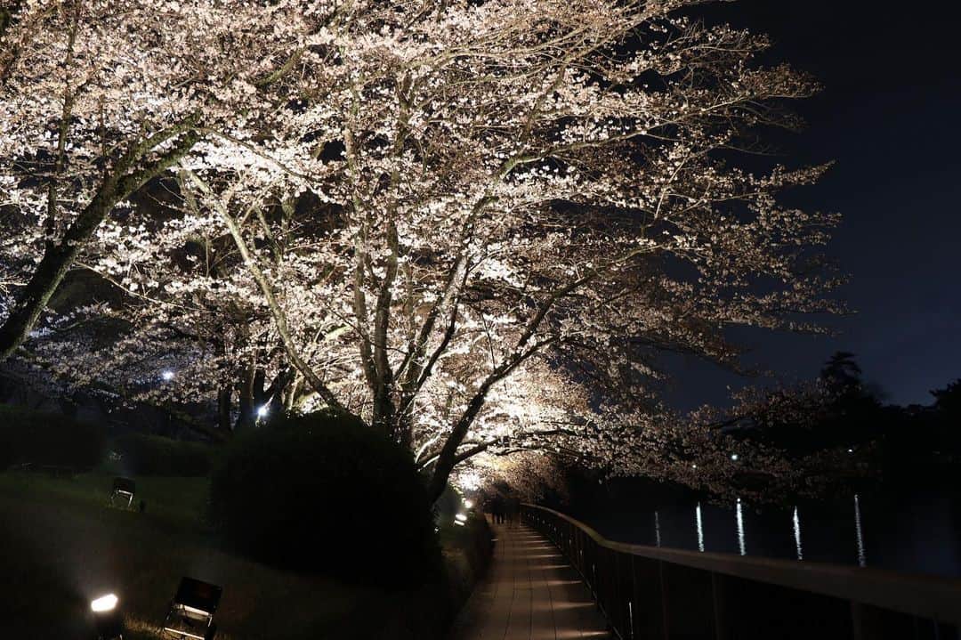 倉敷市さんのインスタグラム写真 - (倉敷市Instagram)「【3月26日　酒津公園の桜ライトアップ】  雨あがりに酒津公園の桜のライトアップを撮影してきました。 この雨が心配でしたが、それほど散っておらず。  満開までは、あと少しというところでしょうか。  酒津公園桜ライトアップ 令和５年３月２５日～４月９日 １８時～２１時  #酒津公園 #桜 #さくら #花見 #sakura #桜ライトアップ #夜桜 #倉敷市 #倉敷 #kurashiki  #クラシキ文華 #クラシキブンカ #japan #japantrip #travel #trip #旅 #旅行 #instgramjapan #visitjapanjp」3月26日 21時52分 - kurashiki_city