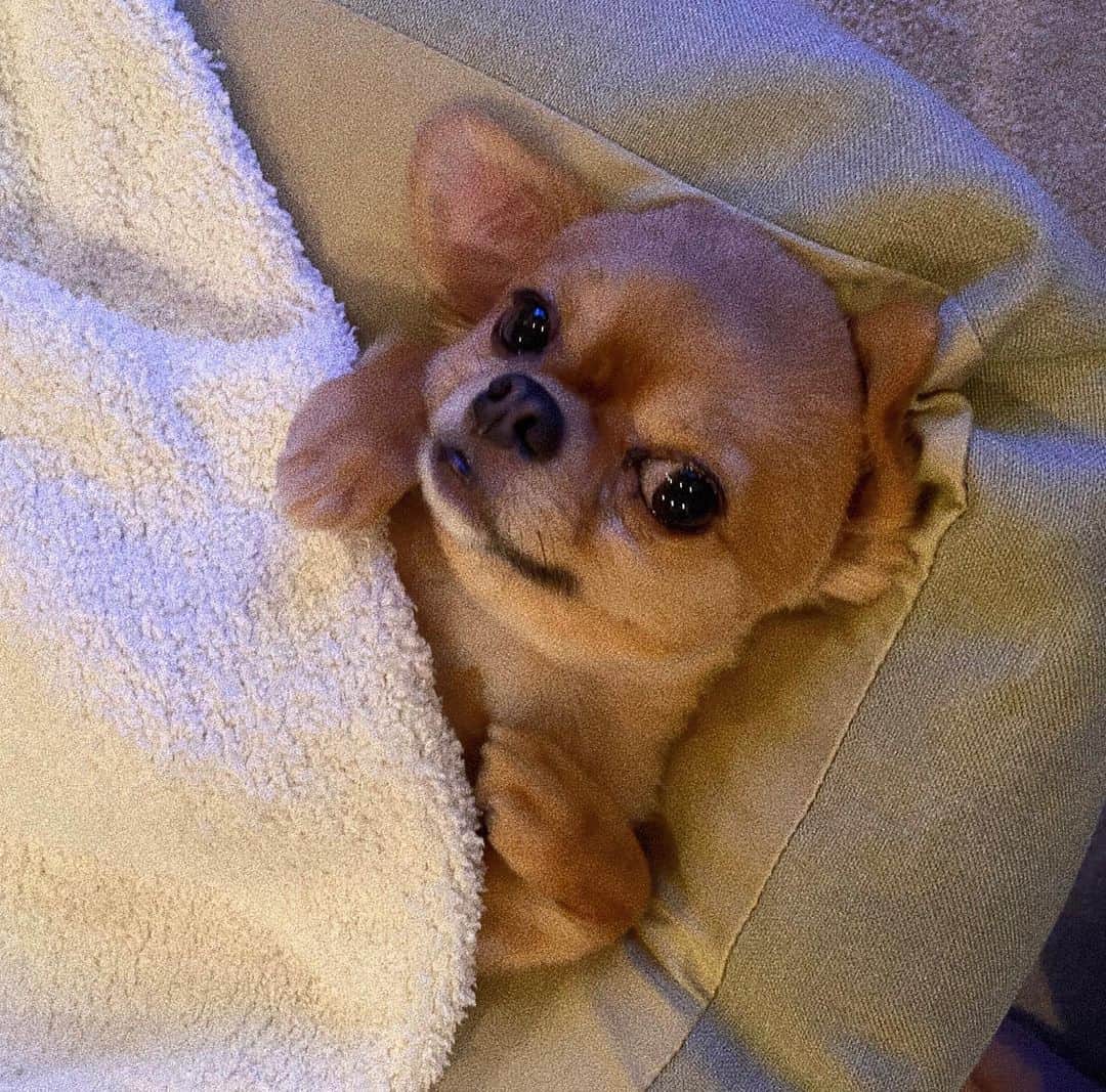 瀬戸サオリのインスタグラム：「てぃちゃん🐶🫧  3月27日で8才🎂 もう8才…🥺 パパと2人で てぃちゃん飼った日が 昨日のようだなぁ🥲💕 またお誕生日の旅行 いこうね🐶💘  いつまでも 元気でいてね🐶🫧🤎  #愛犬」