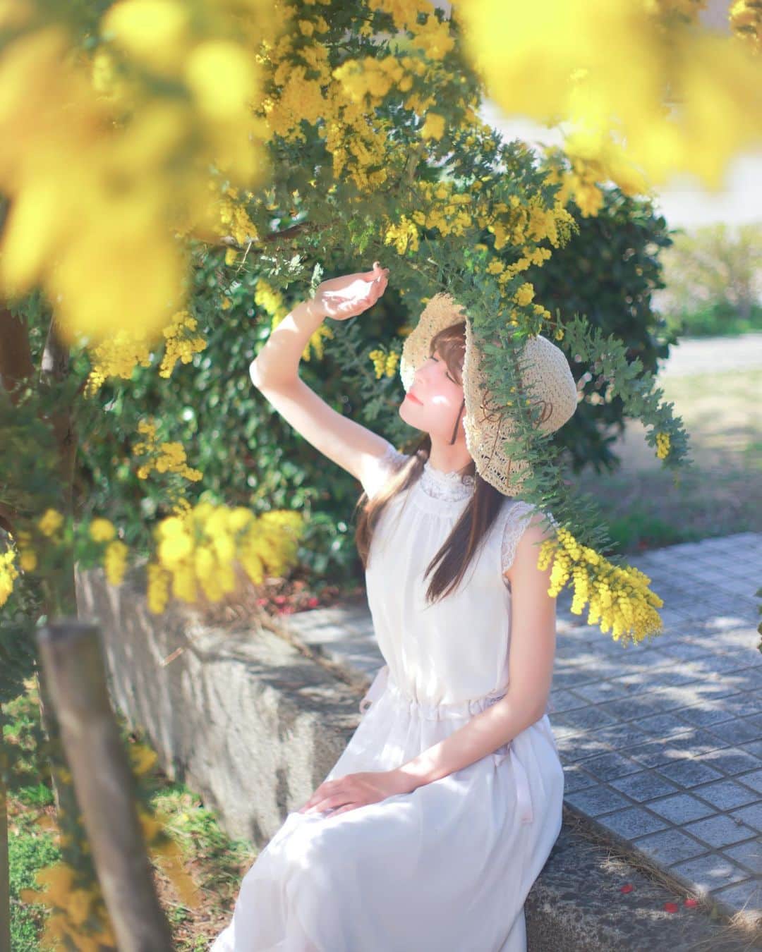 ちかちゃのインスタグラム：「. とにかく眩しかった ミモザかわいいなぁ この日はお天気も良くて 桜も晴れ間に撮れたらいいな〜  ※お花には触れないように気をつけています . . . photographer: @sak1photo #さきふぉと専属モデル #portrait #ポートレート #ミモザ」