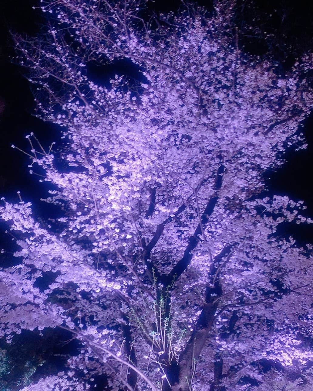 甲斐まり恵のインスタグラム：「2023年　桜が🌸咲くのが早かったですね。 散ってしまう前に夜桜見物。  久しぶりに新宿に行ったら 西口の小田急百貨店の工事の影響でスムーズに外に出られず少し迷子になりました😅  #夜桜 #新宿中央公園  #都庁  #散歩 #新宿駅西口」