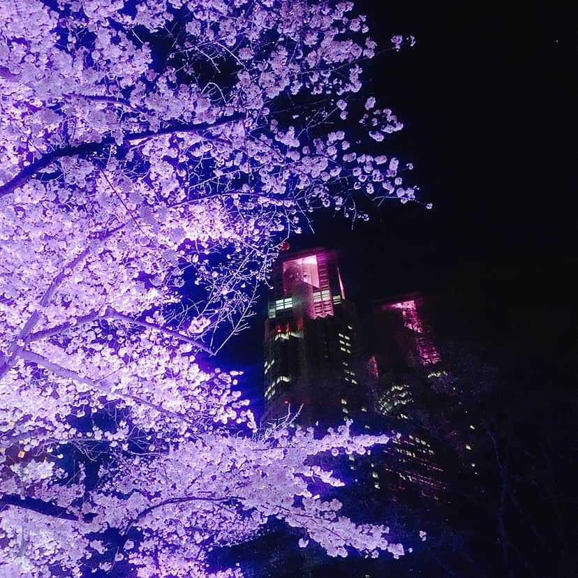 甲斐まり恵さんのインスタグラム写真 - (甲斐まり恵Instagram)「2023年　桜が🌸咲くのが早かったですね。 散ってしまう前に夜桜見物。  久しぶりに新宿に行ったら 西口の小田急百貨店の工事の影響でスムーズに外に出られず少し迷子になりました😅  #夜桜 #新宿中央公園  #都庁  #散歩 #新宿駅西口」3月26日 22時30分 - marie_kai_0613