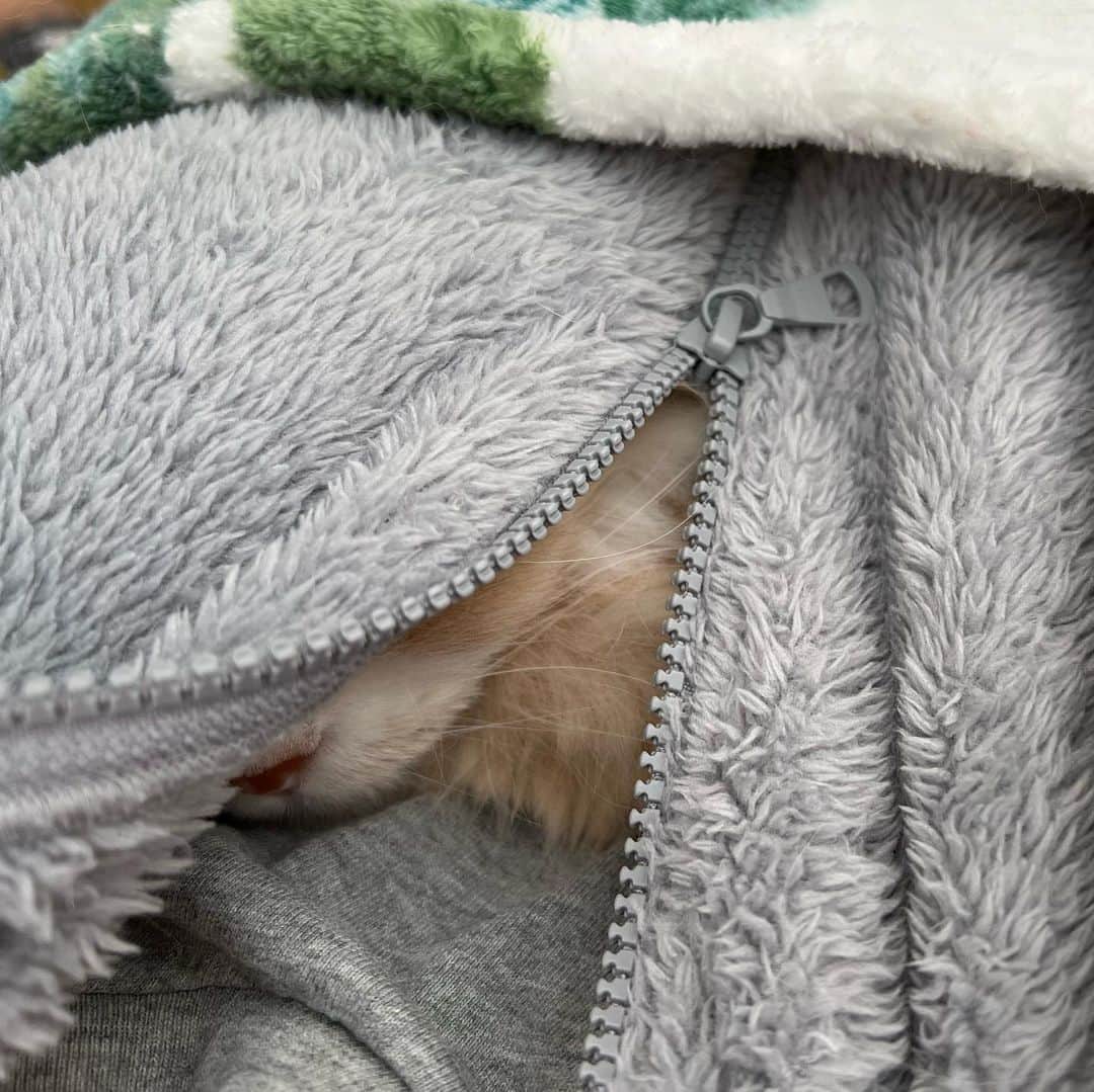 のんたのインスタグラム：「雨の日曜日☔️ぼーちゃんを胸にお昼寝😴 Happy girl sleeping in mommy’s zip hoodie❤️We were both in airplane mode.  #mommysgirl」