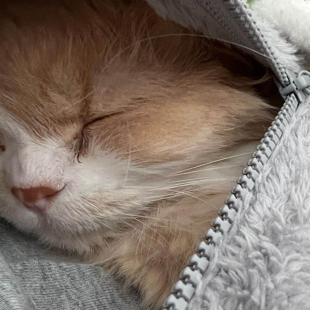 のんたさんのインスタグラム写真 - (のんたInstagram)「雨の日曜日☔️ぼーちゃんを胸にお昼寝😴 Happy girl sleeping in mommy’s zip hoodie❤️We were both in airplane mode.  #mommysgirl」3月26日 22時28分 - utacci