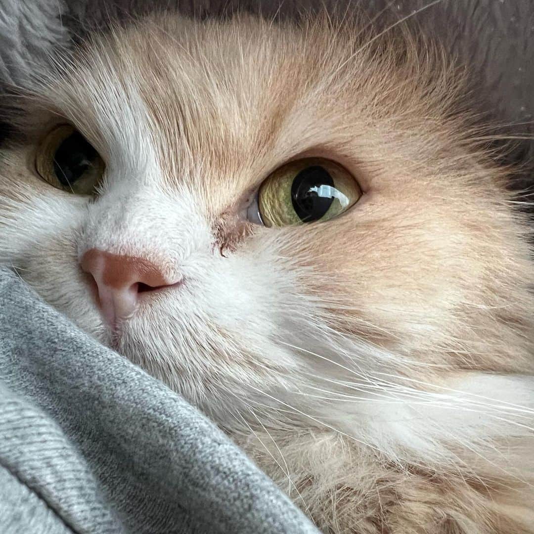 のんたさんのインスタグラム写真 - (のんたInstagram)「雨の日曜日☔️ぼーちゃんを胸にお昼寝😴 Happy girl sleeping in mommy’s zip hoodie❤️We were both in airplane mode.  #mommysgirl」3月26日 22時28分 - utacci