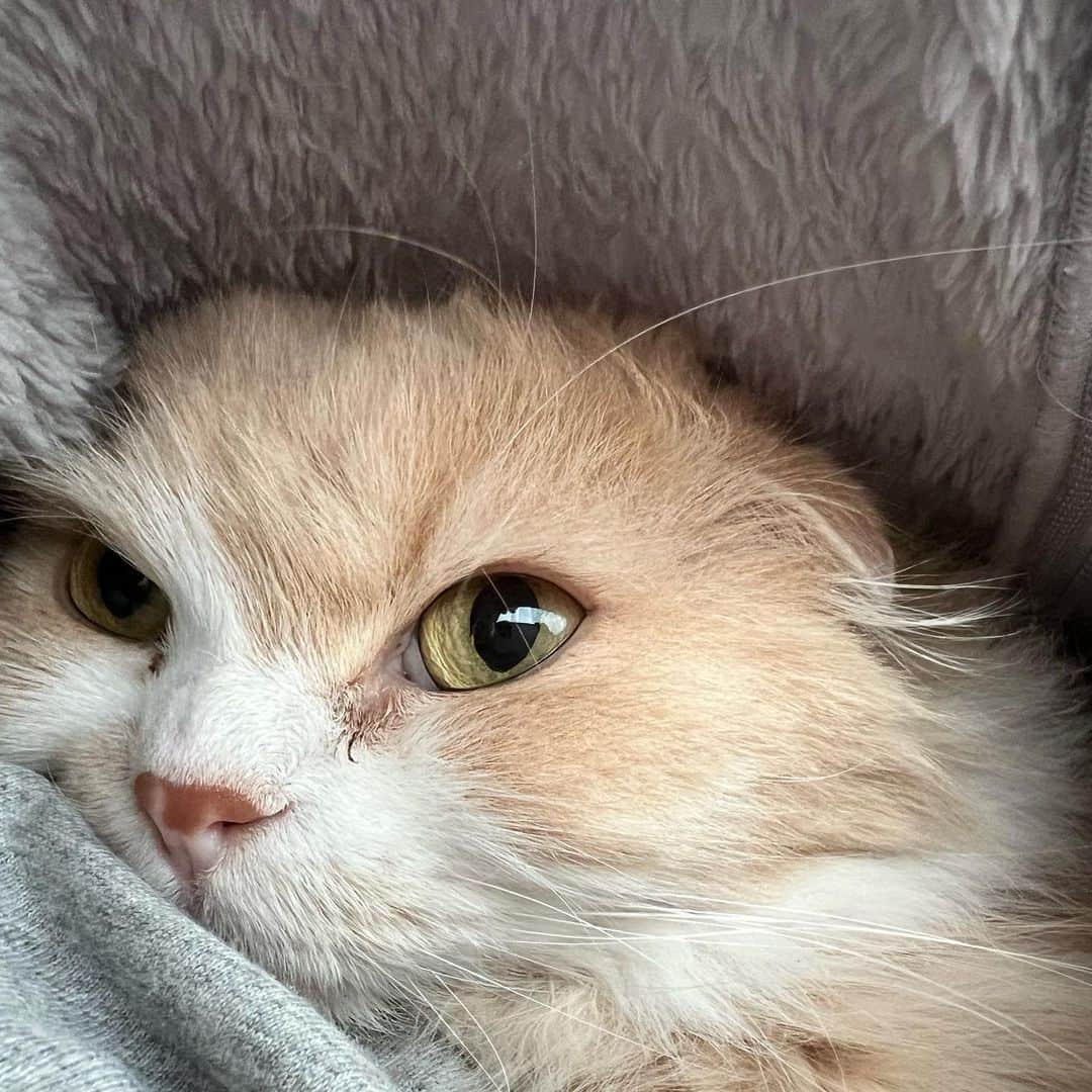 のんたさんのインスタグラム写真 - (のんたInstagram)「雨の日曜日☔️ぼーちゃんを胸にお昼寝😴 Happy girl sleeping in mommy’s zip hoodie❤️We were both in airplane mode.  #mommysgirl」3月26日 22時28分 - utacci