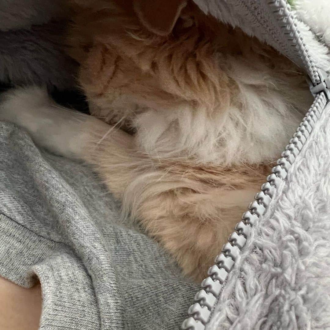 のんたさんのインスタグラム写真 - (のんたInstagram)「雨の日曜日☔️ぼーちゃんを胸にお昼寝😴 Happy girl sleeping in mommy’s zip hoodie❤️We were both in airplane mode.  #mommysgirl」3月26日 22時28分 - utacci