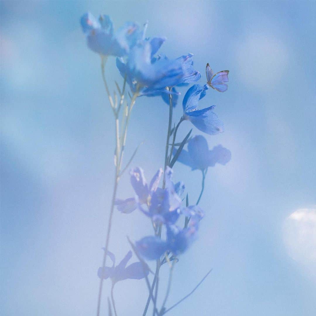 佐藤千亜妃さんのインスタグラム写真 - (佐藤千亜妃Instagram)「新曲「花曇り」4/3配信リリース決定！🌸☁️  ワンマンライブで初披露した曲です。 やっと音源で聴いてもらえるのが嬉しい...！  春には、きっと誰しも呼び起こされる記憶があると思います。 あなたの曇り空が、いつかそっと晴れますように。  今回も素敵なジャケットに仕上げていただきました🥲🦋 Direction by @_motty_  Photo by @yoshitakehamanaka   #花曇り #🌸☁️  #佐藤千亜妃」3月26日 22時40分 - chiaki_sato0920