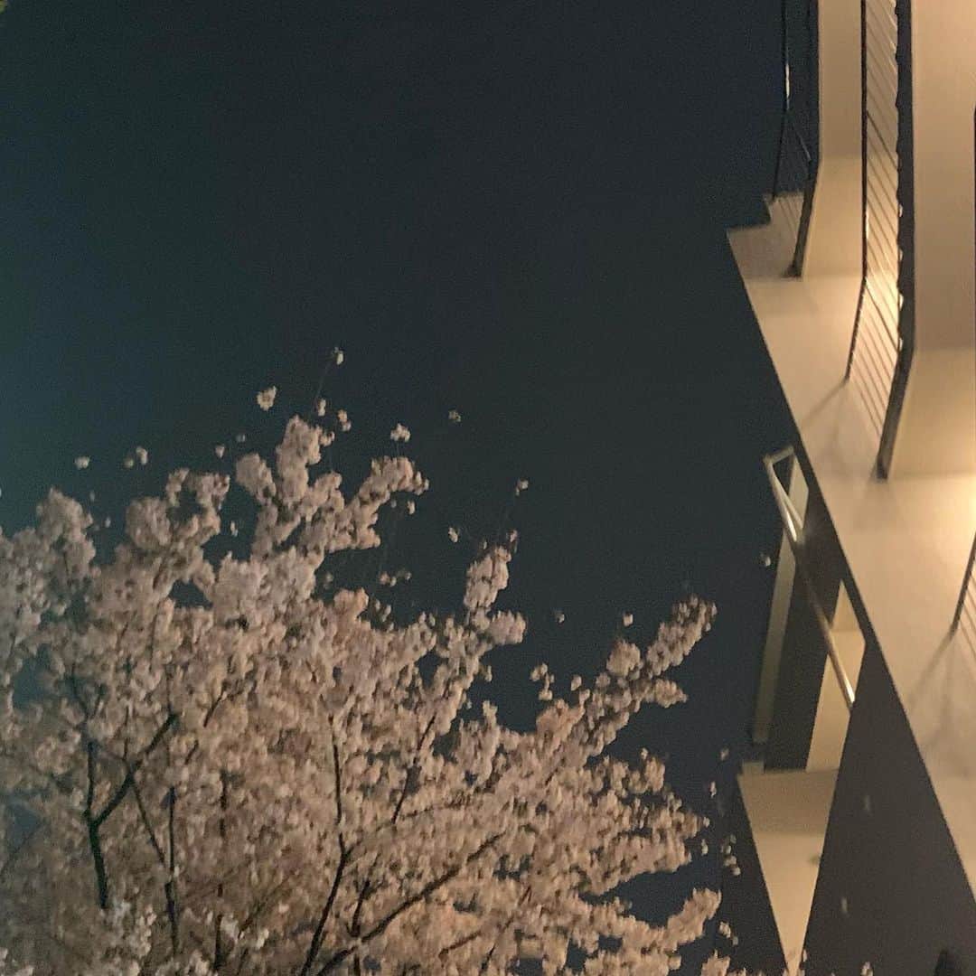 乃愛さんのインスタグラム写真 - (乃愛Instagram)「食べたりみたりしたさくらまとめ」3月26日 22時55分 - _0w022